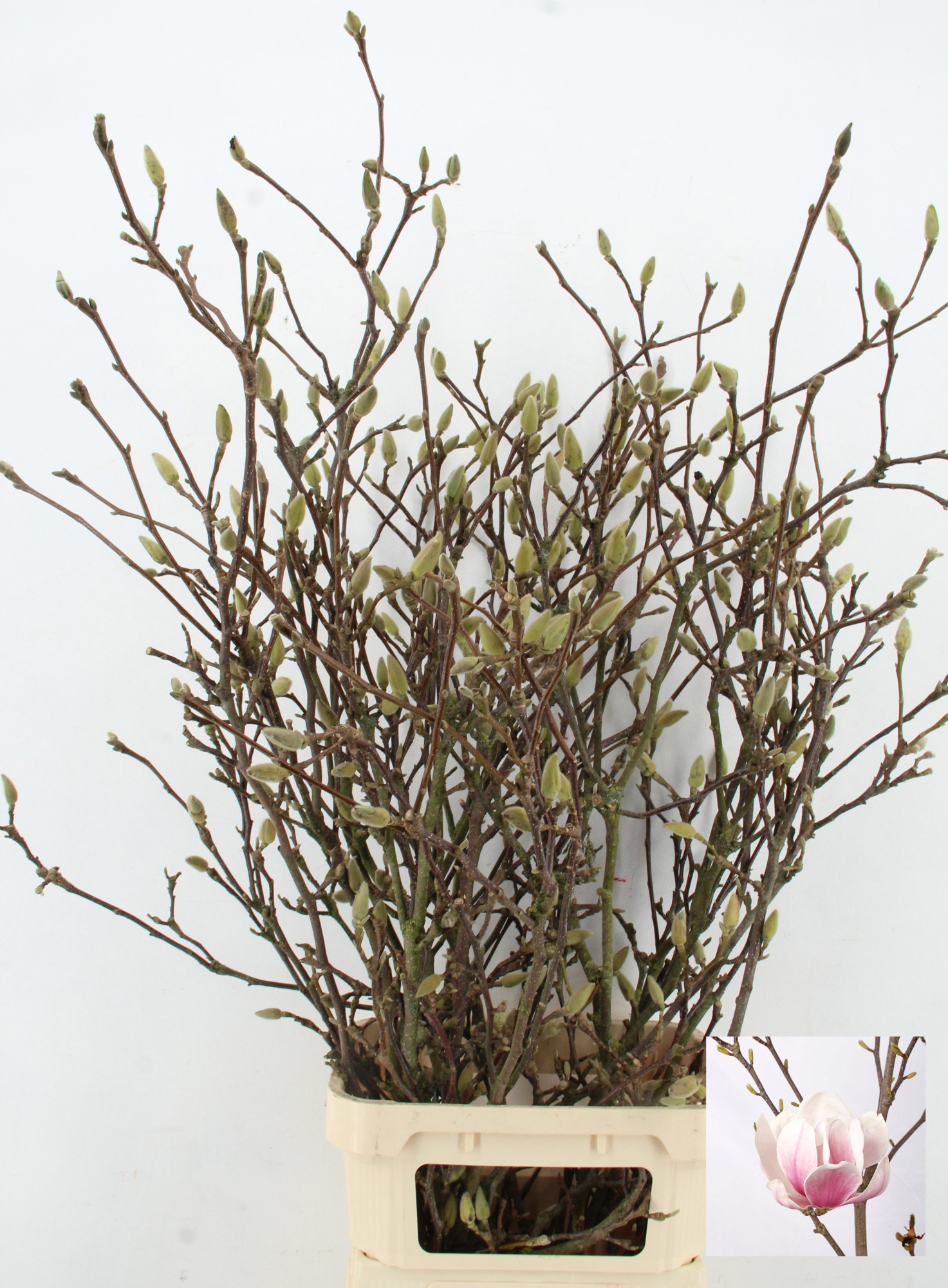 Магнолия Грандифлора 160, шт.