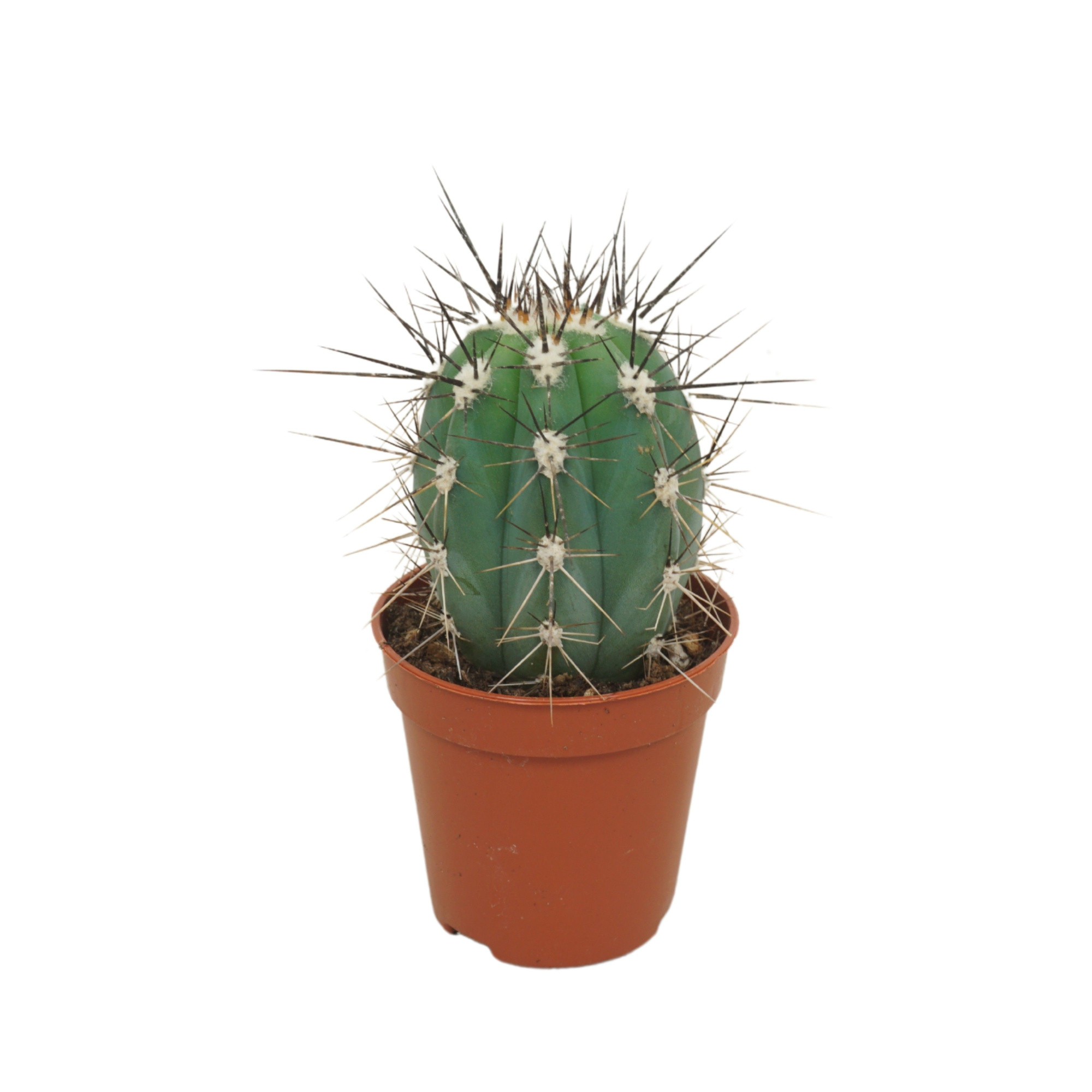 Stetsonia coryne 5,5 cm, D 5,5 cm