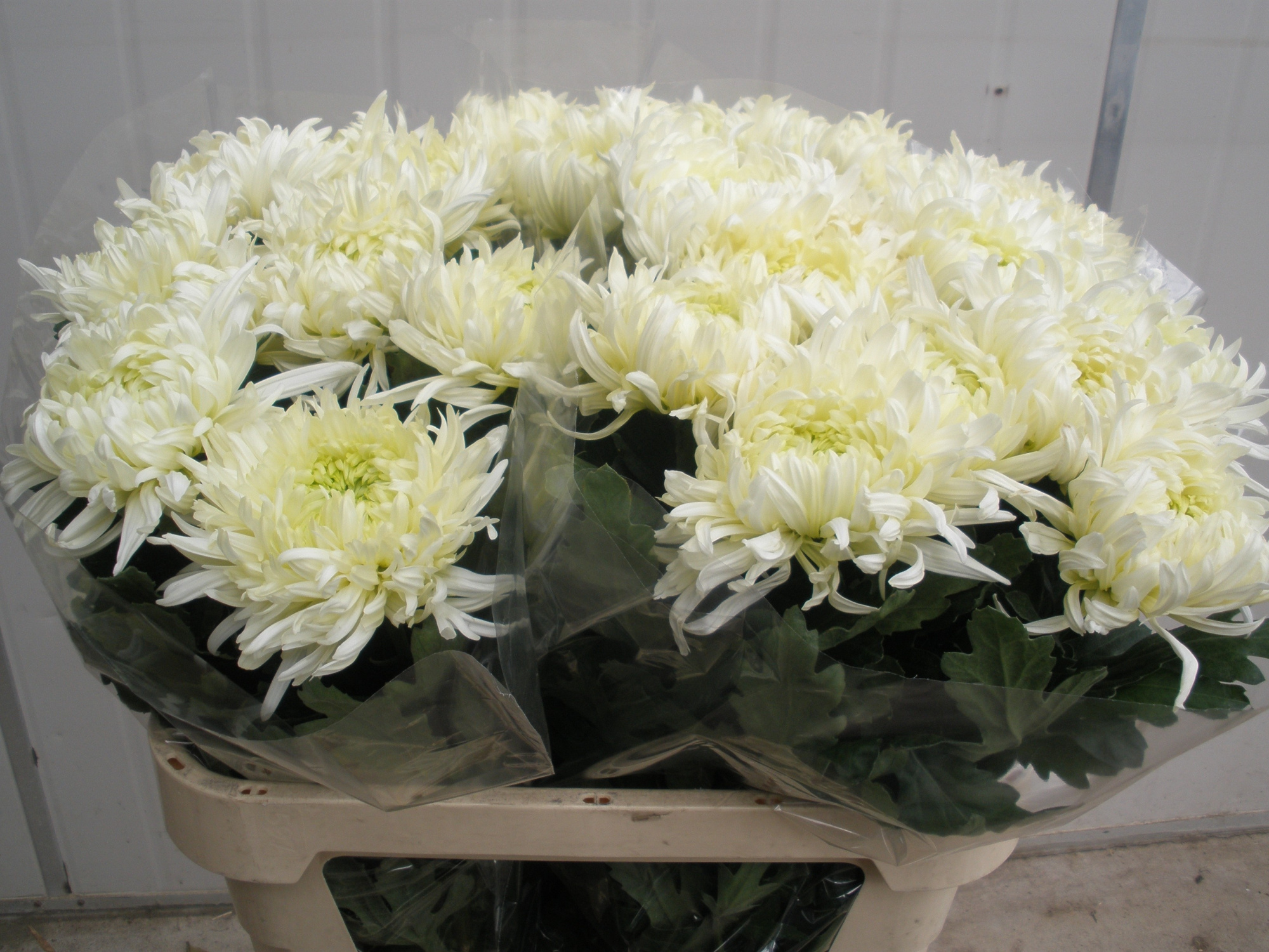 Хризантема од. Луис Герм Вайт 80, шт.