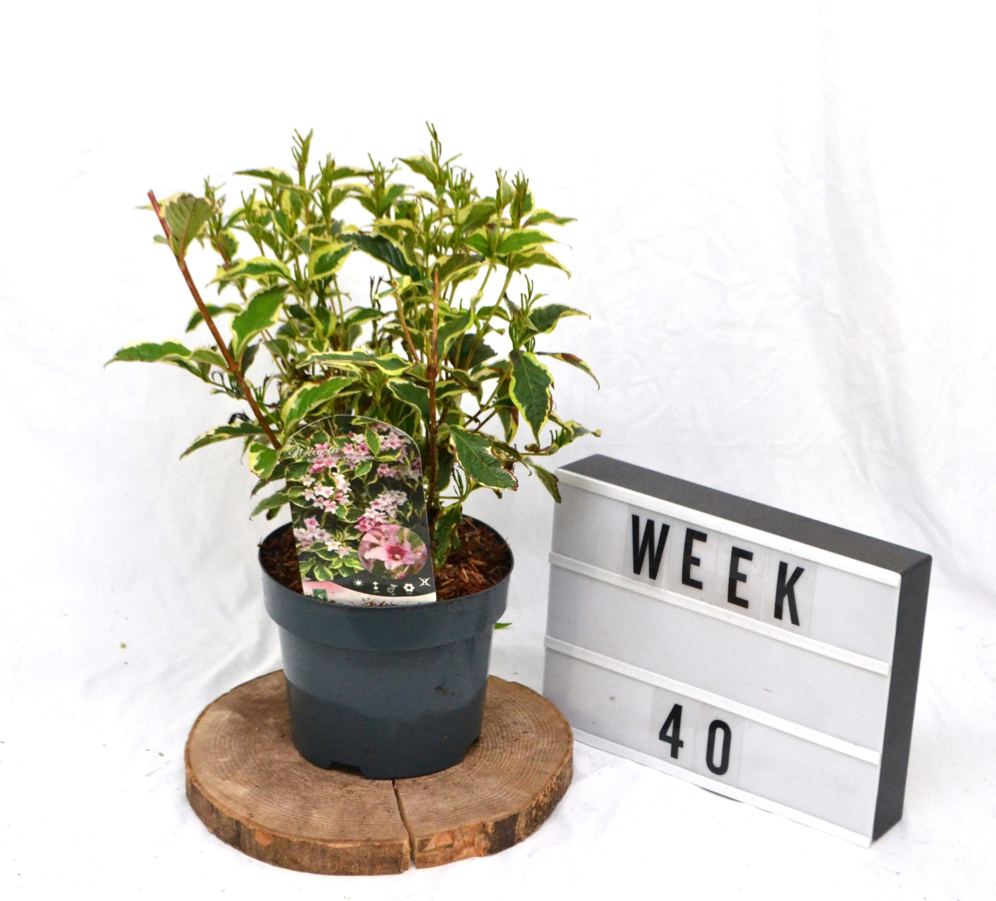 Weigela florida 'Nana Variegata C3, D 19 cm