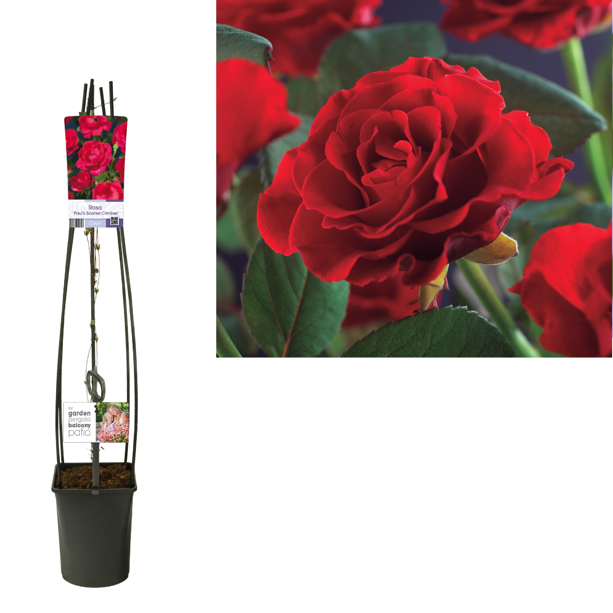Rosa 'Paul's Scarlet Climber' +light label, D 23 cm