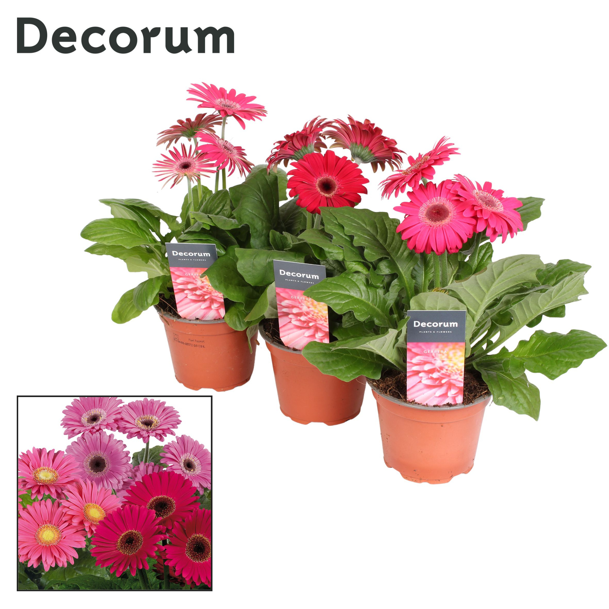 Gerbera 2+ bl. 12cm paars in hoes(diverse kleurtinten )Decorum, D 12 cm