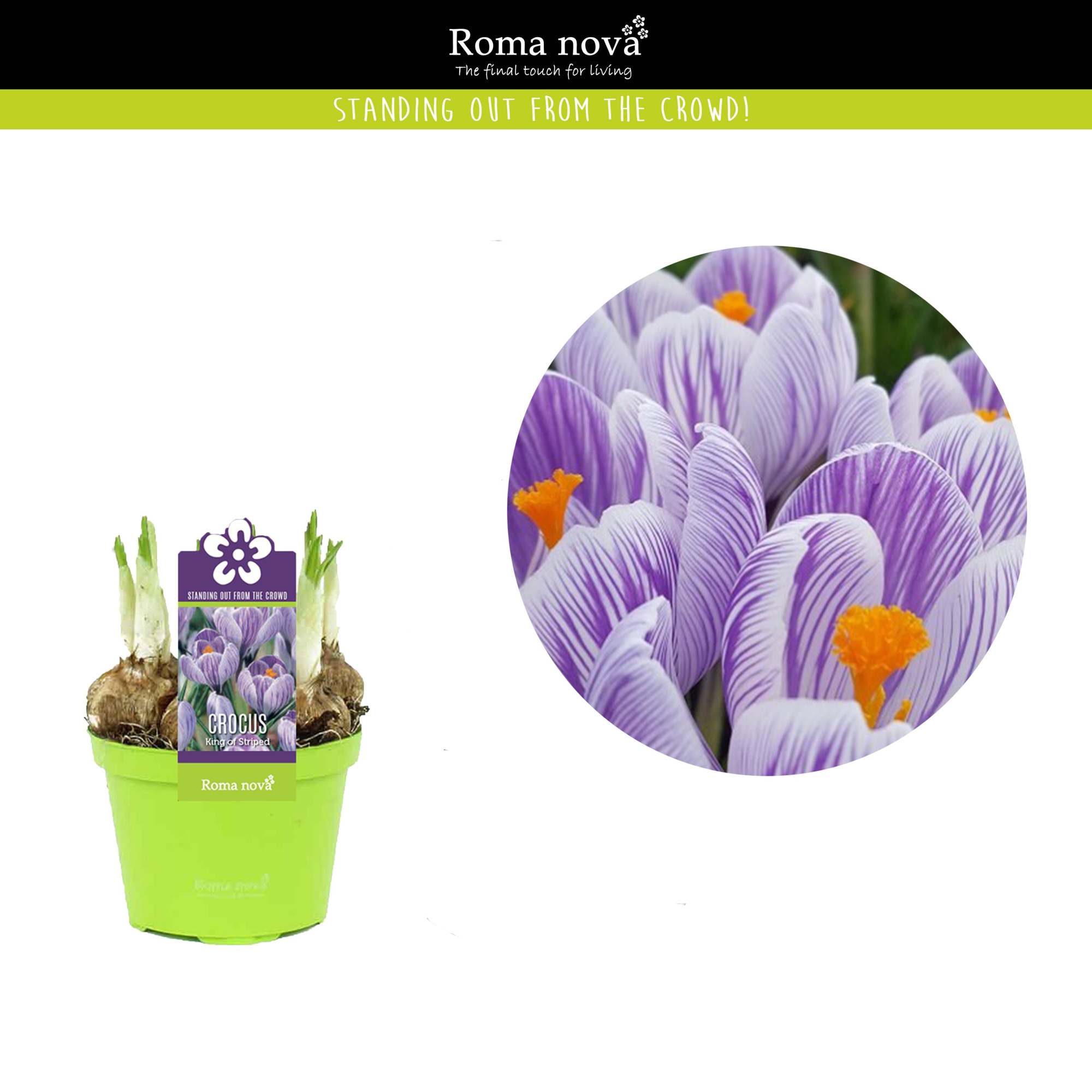 Crocus King of the Striped 9cm, D 9