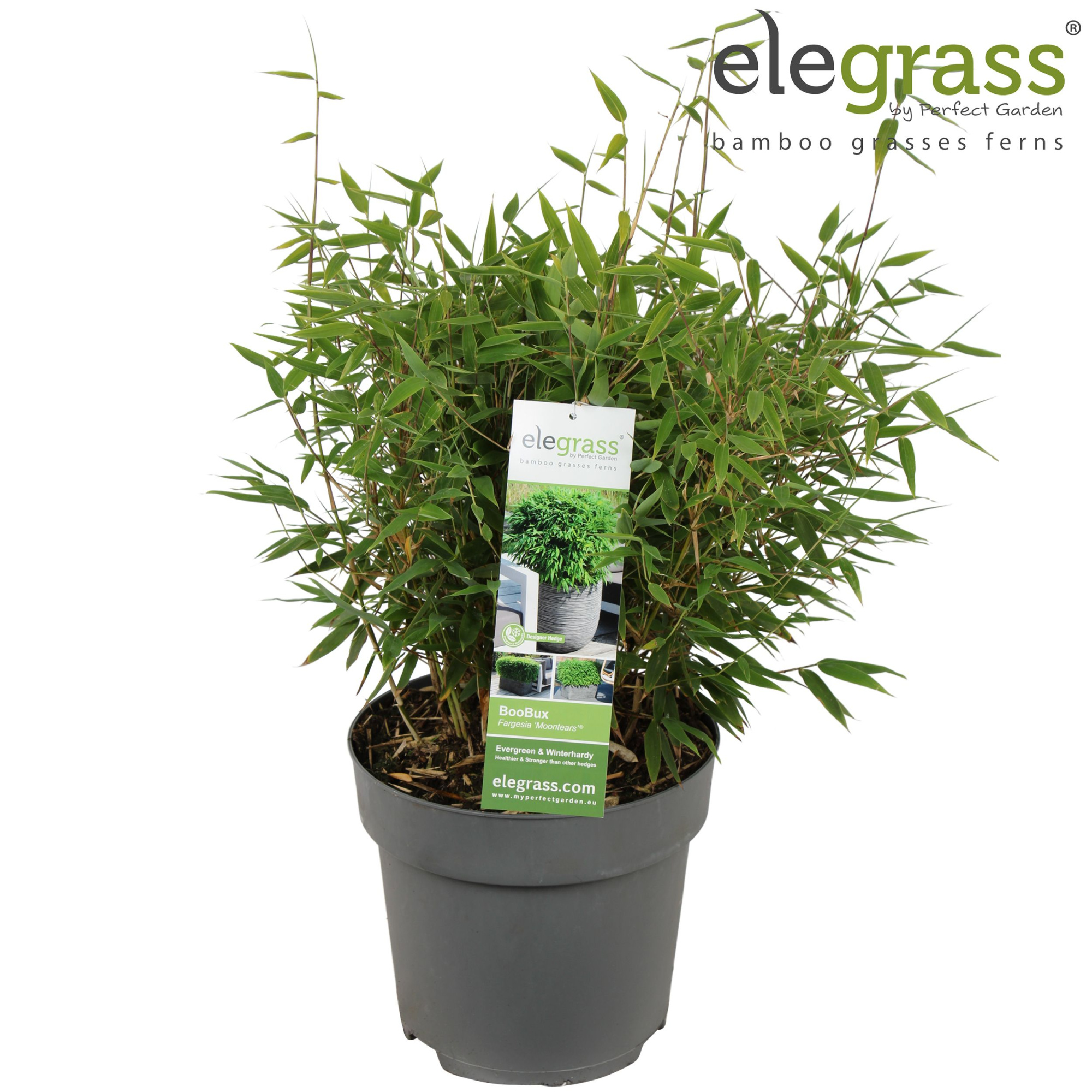 Fargesia 'Moontears'® Boobux P23, D 23 cm