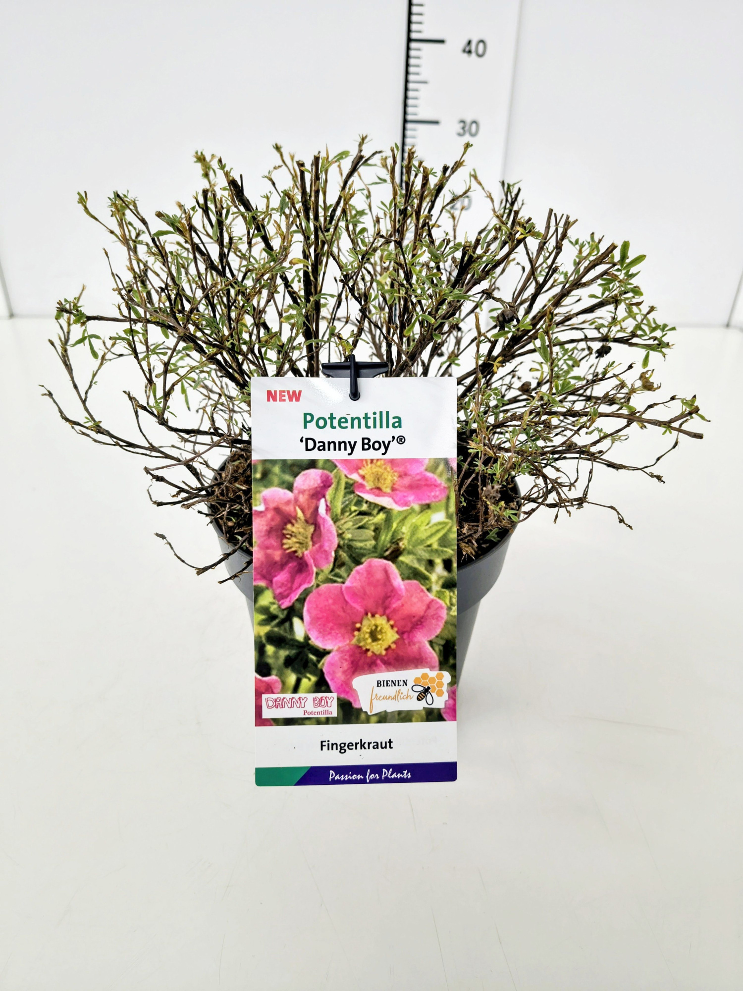 Potentilla frut. 'Danny Boy' 25-30C3, D 19