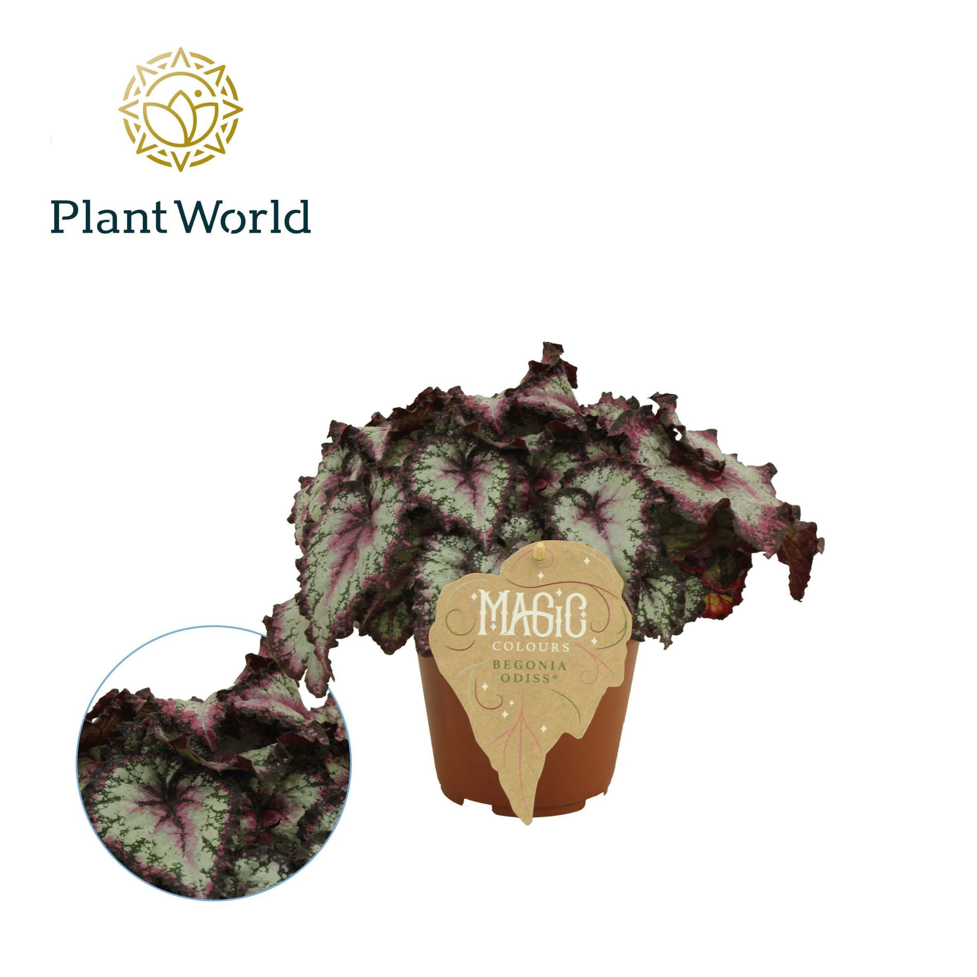 Begonia rex Odissi, D 12