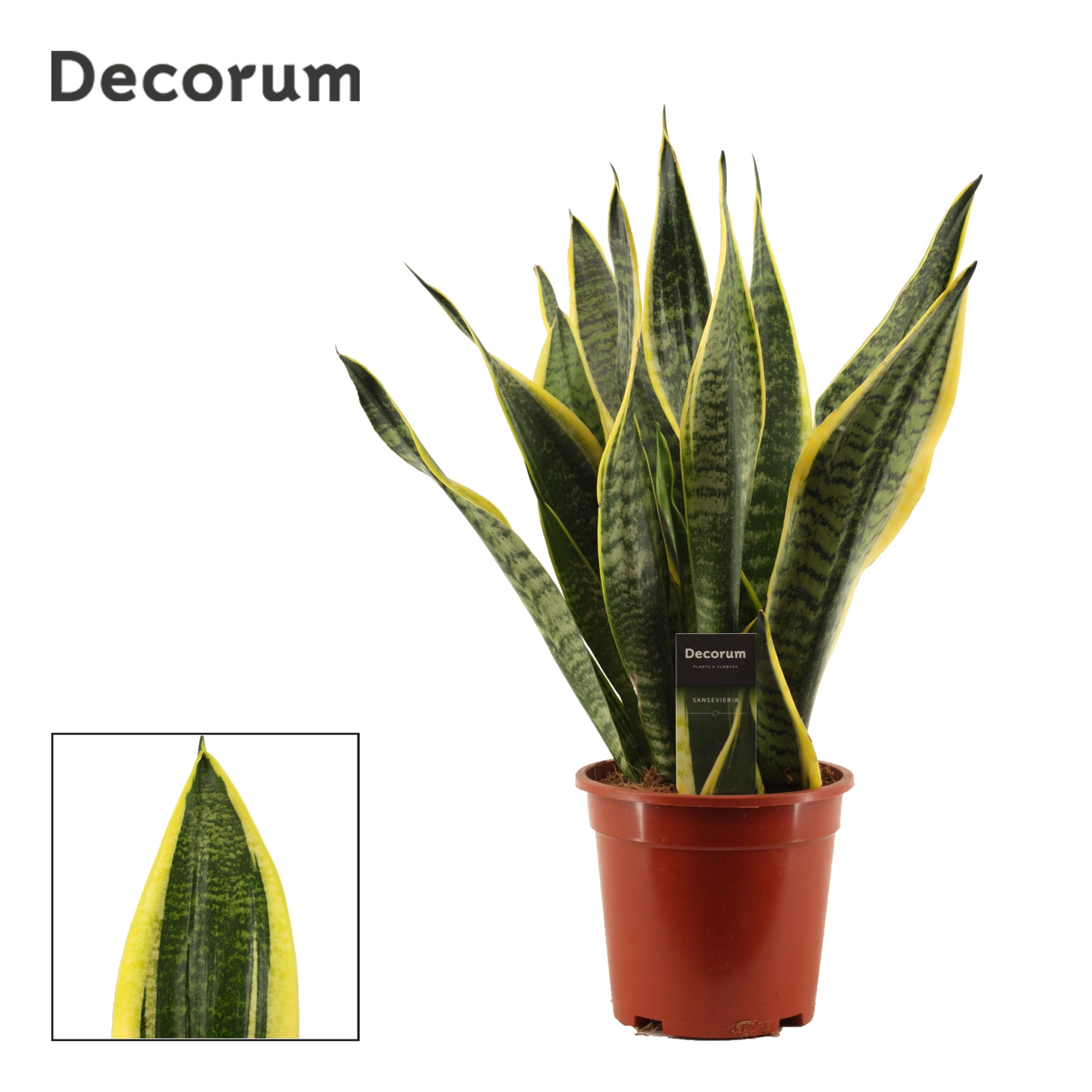 Sansevieria Superba 17 cm (Decorum), D 17 cm