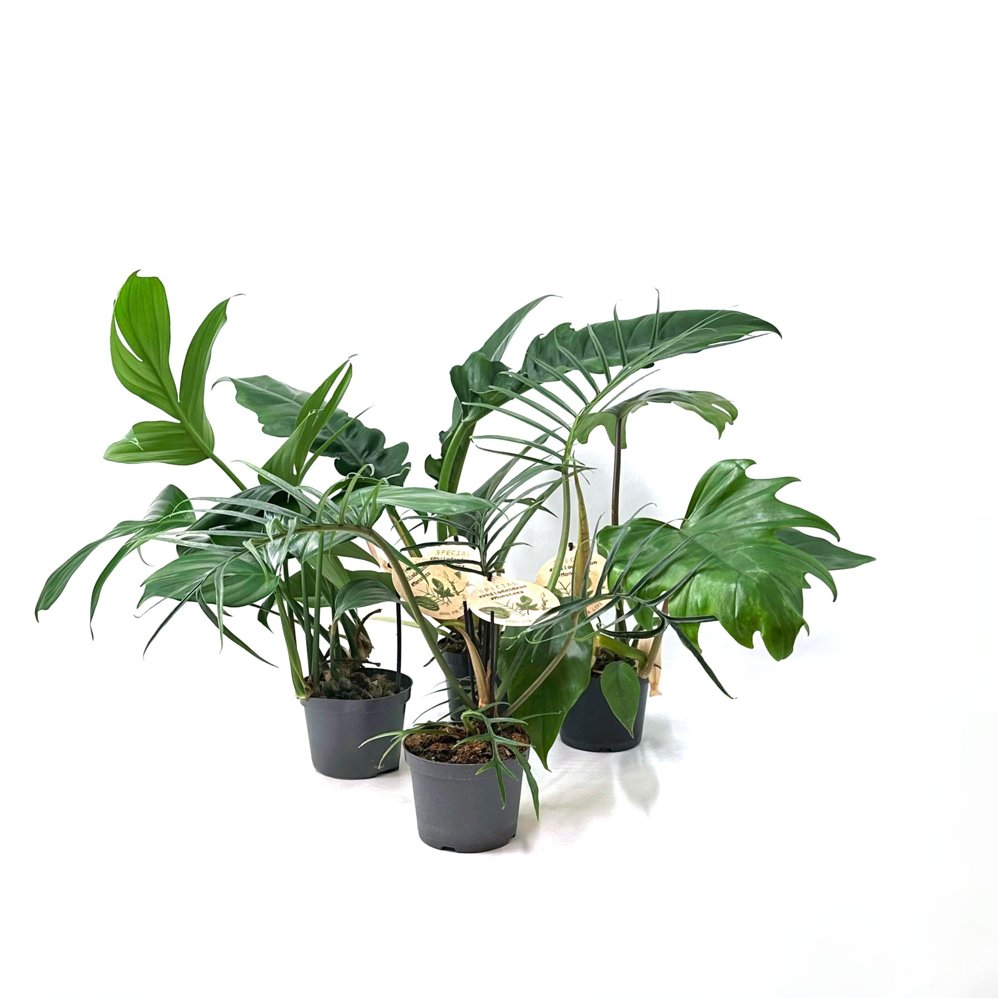 Special Phil. mix, D 12 cm