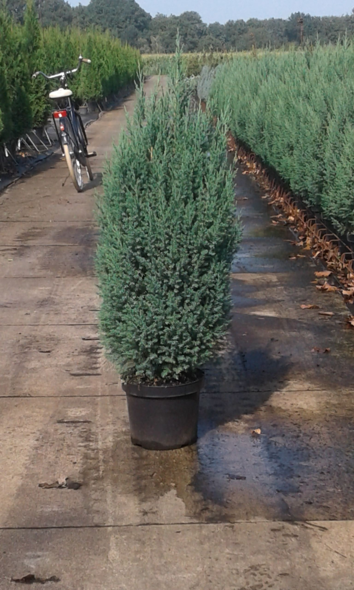 Juniperus chinensis 'Stricta', D 26 cm