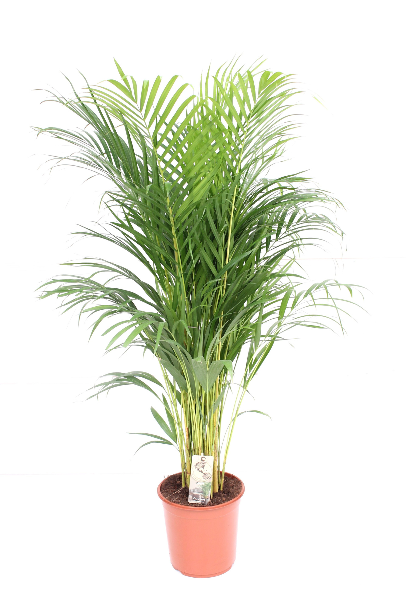 Areca P24 L130, D 24