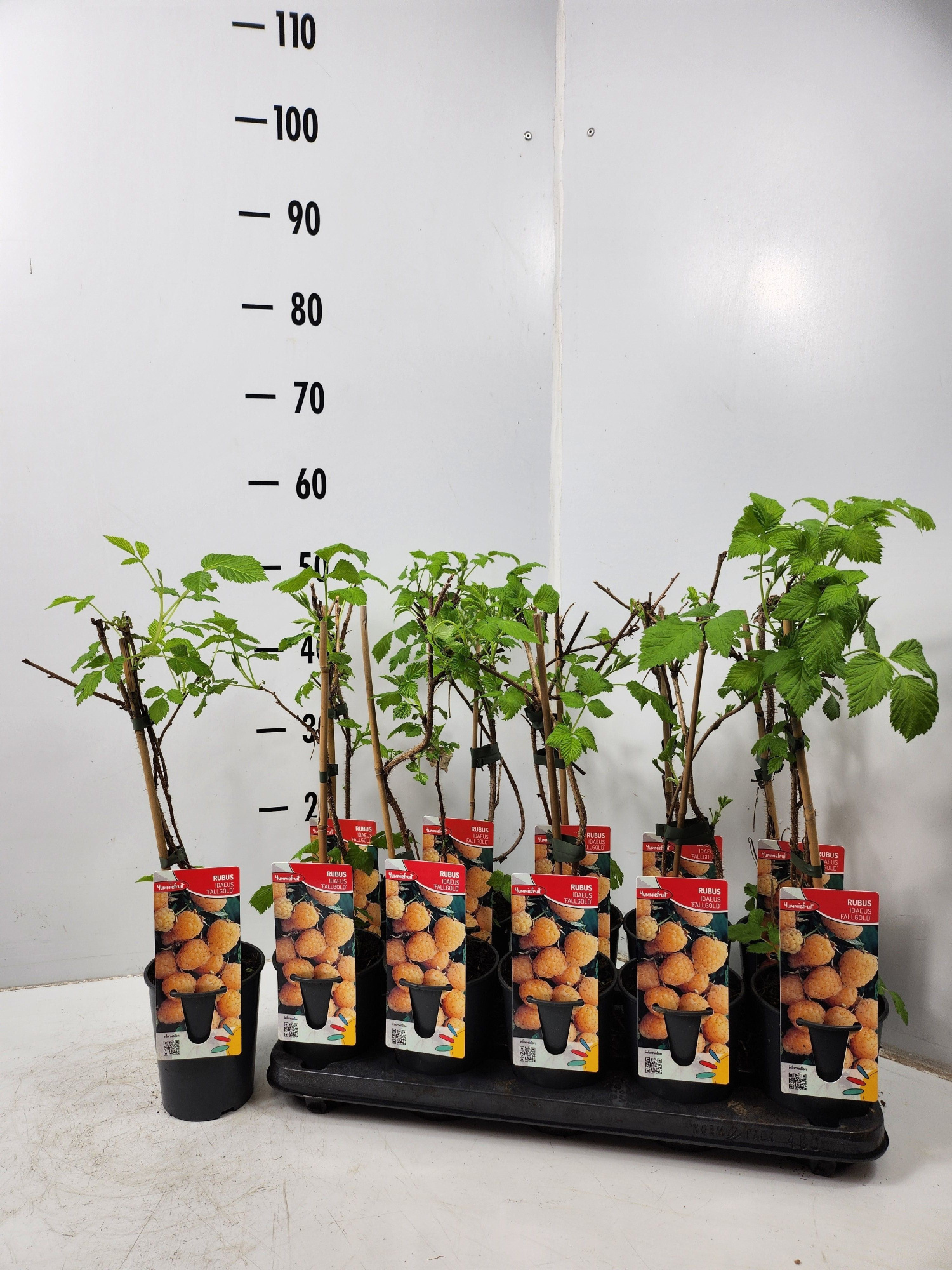 Rubus idaeus Fallgold, D 12 cm