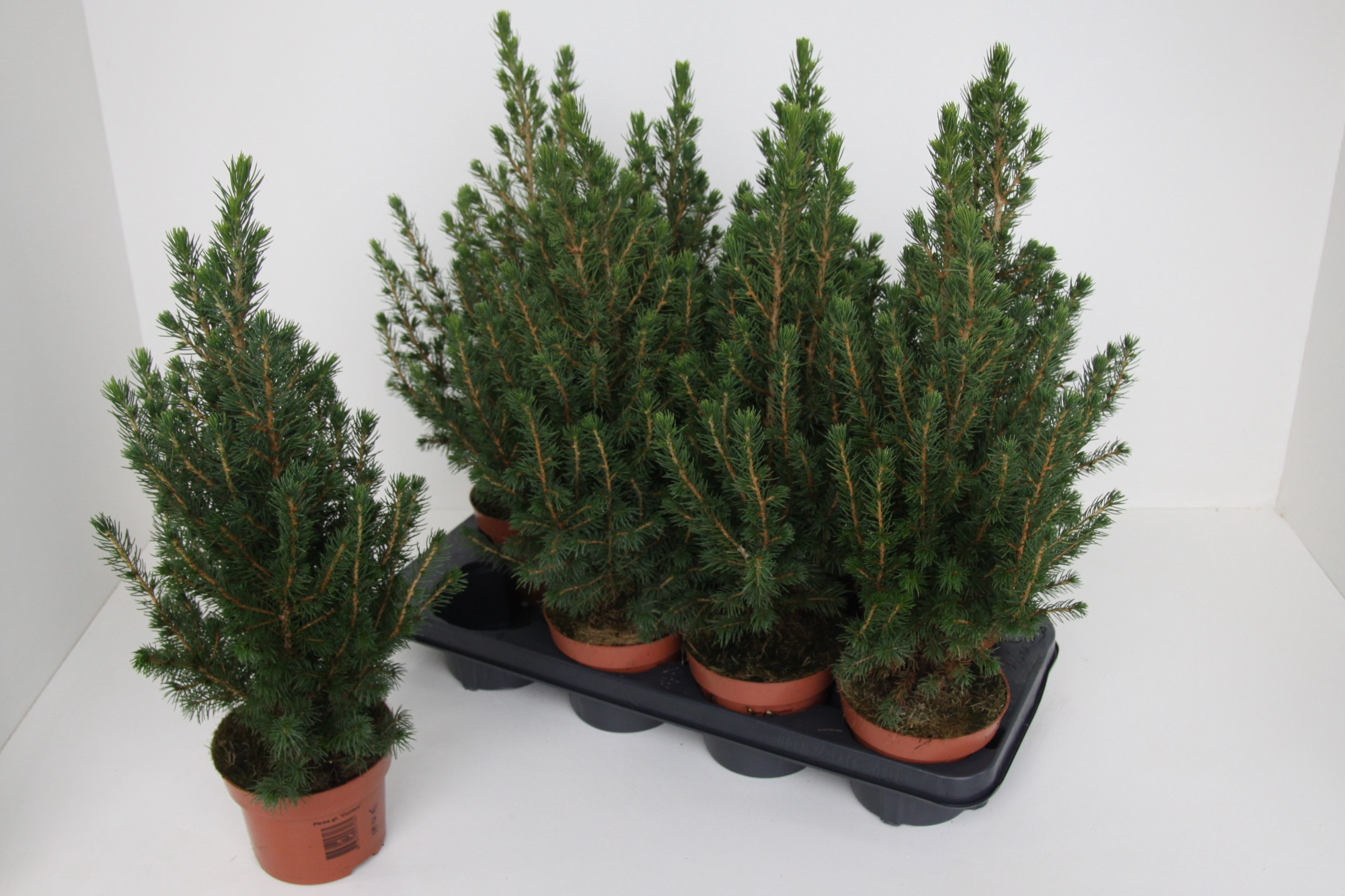Picea glauca 'Conica', D 13