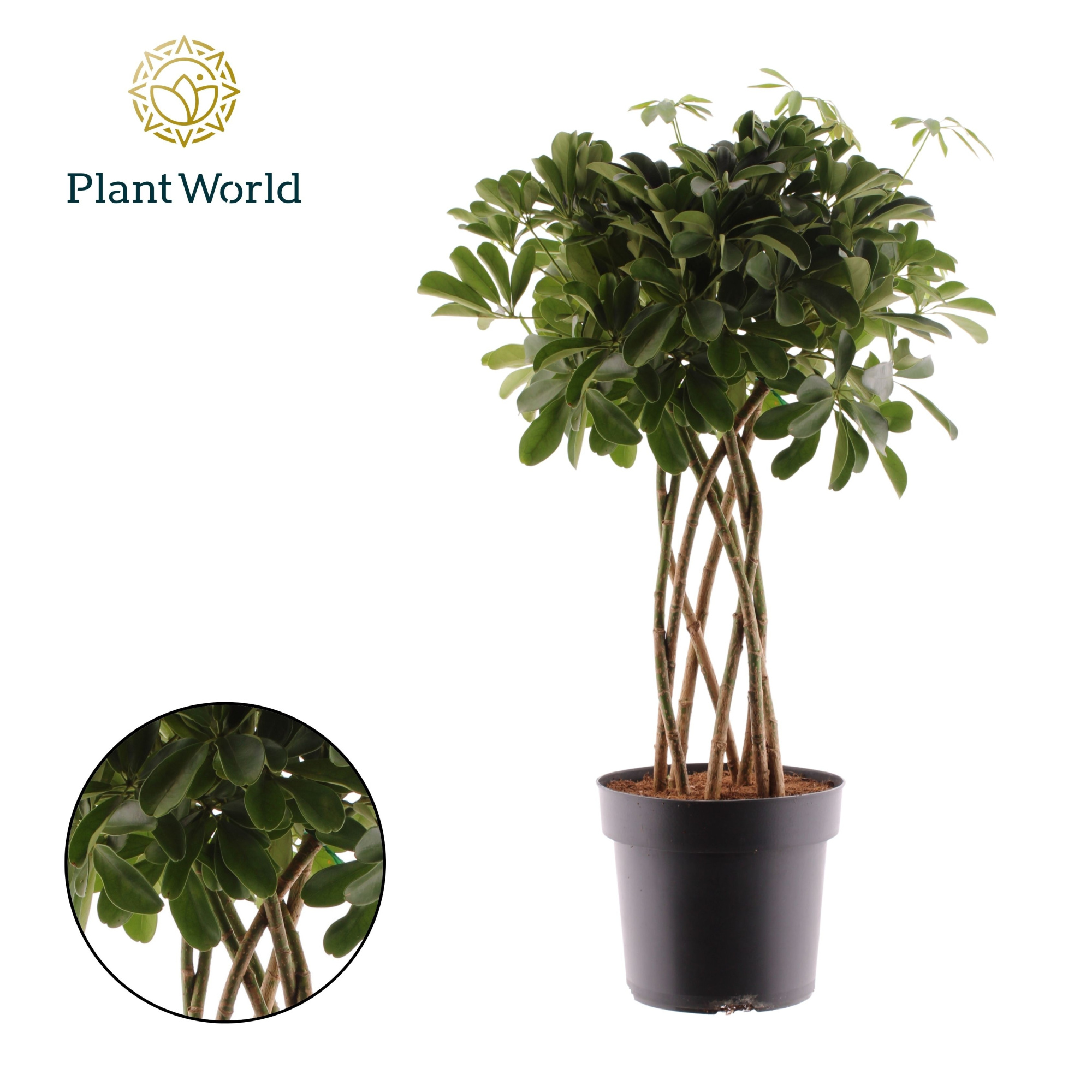 Schefflera Compacta (Nora) koker, D 24 cm