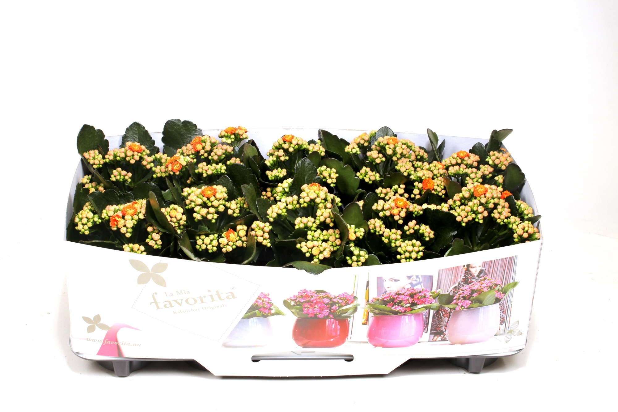 Kalanchoe Double Deluxe Orange No Sleeve, D 10,5