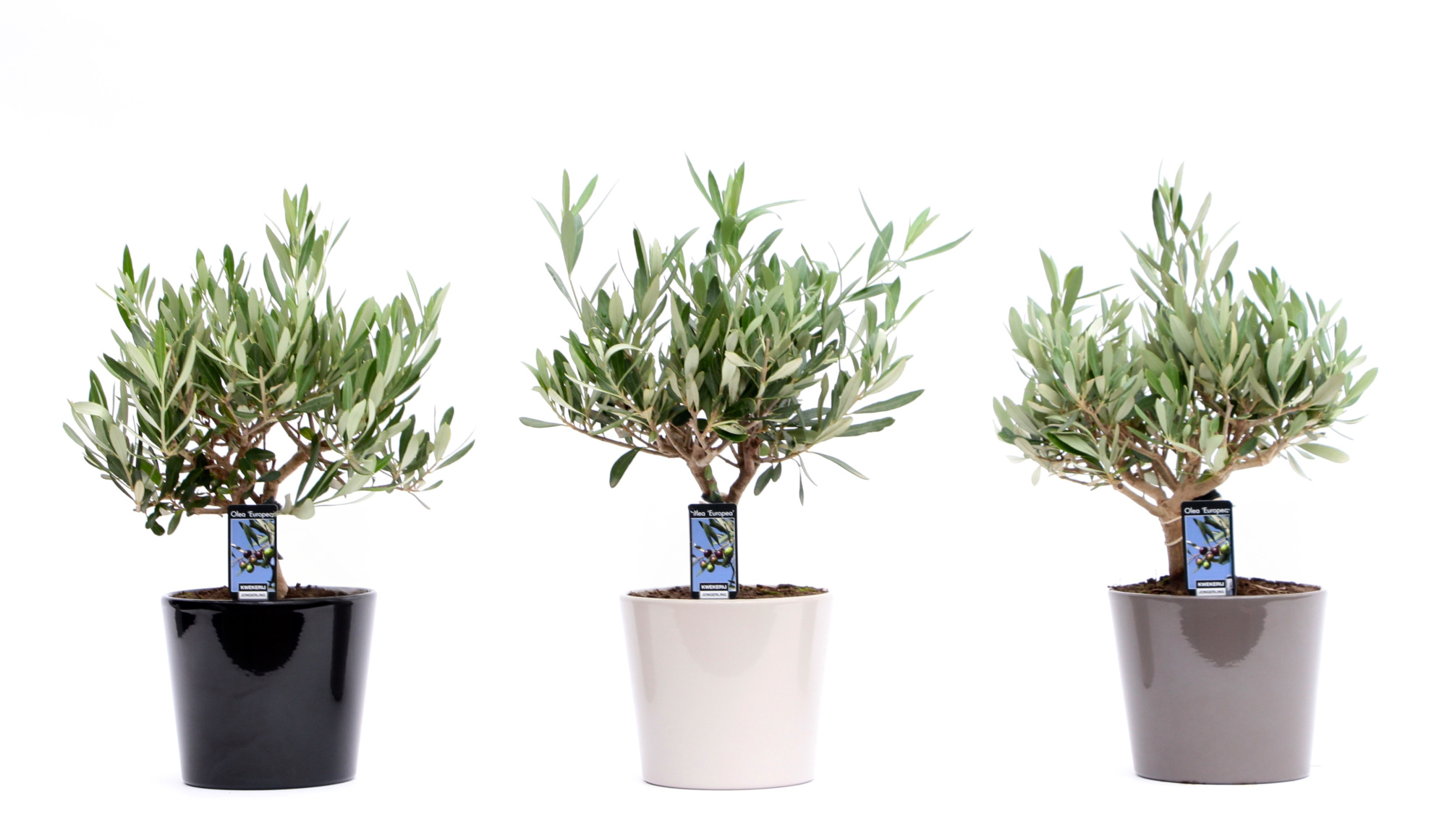 Olea Olijf in Mix Keramiek Roma, D 16 cm