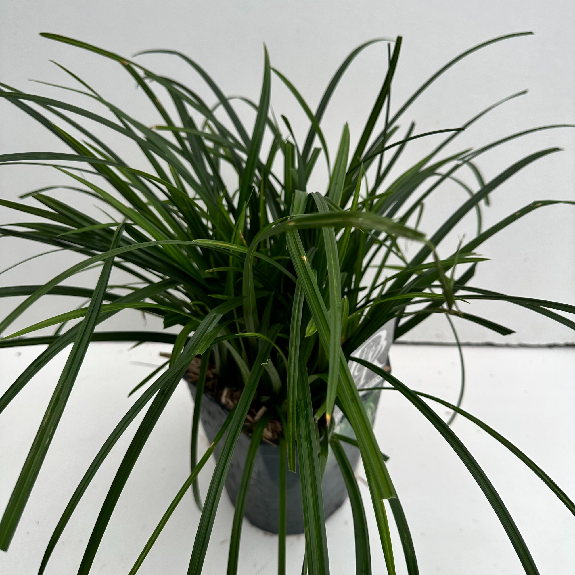 Carex 'Irisch Green', D 23