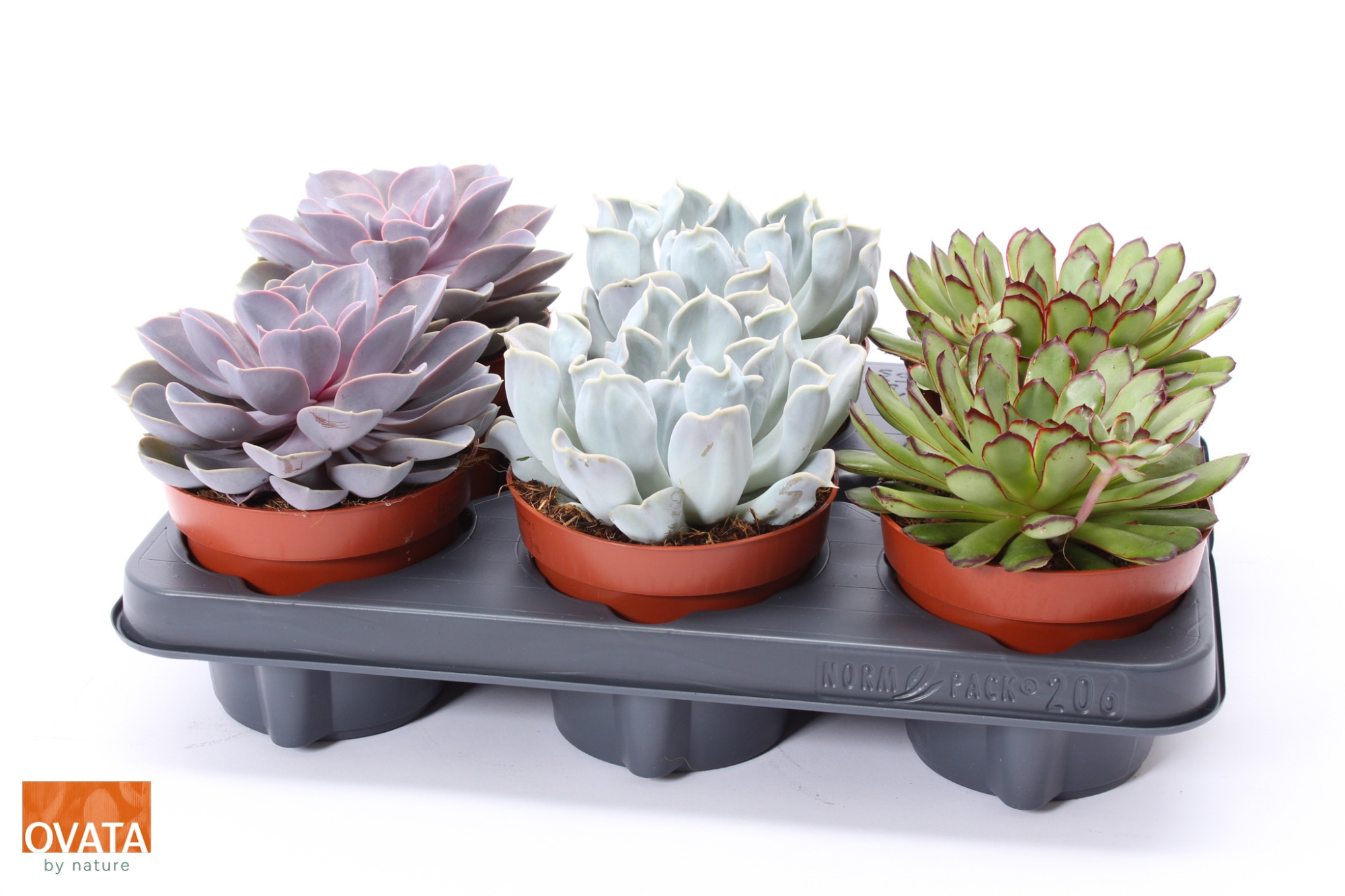 Echeveria mix 12, D 12