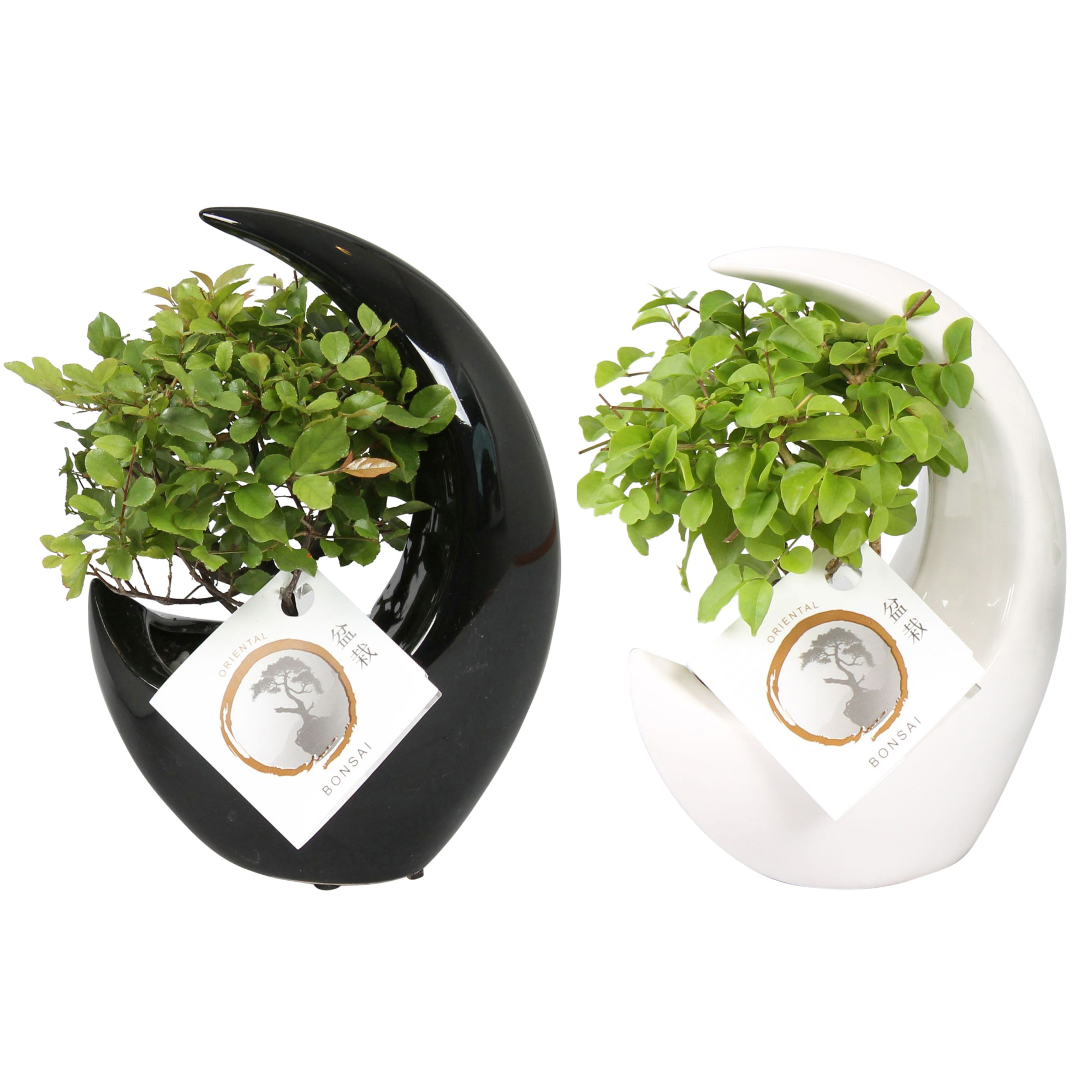 Bonsai Mix pot ø09cm in ø15cm Moonshape Ceramic Black/White mix, D 15 cm