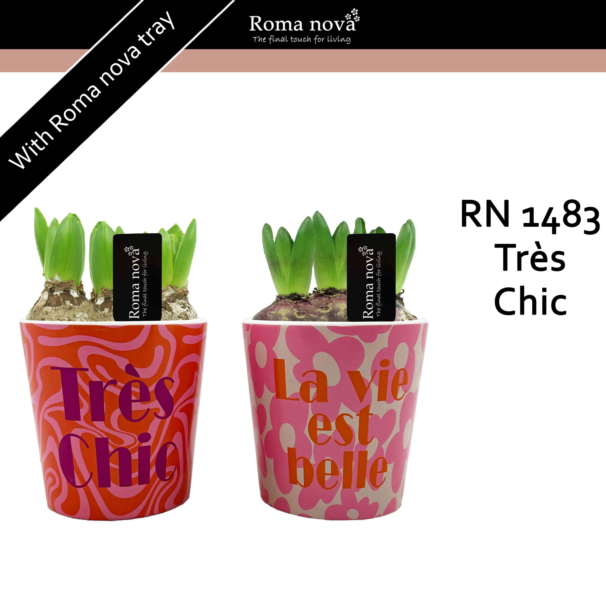 1483 - Très Chic (Hyacint), D 12