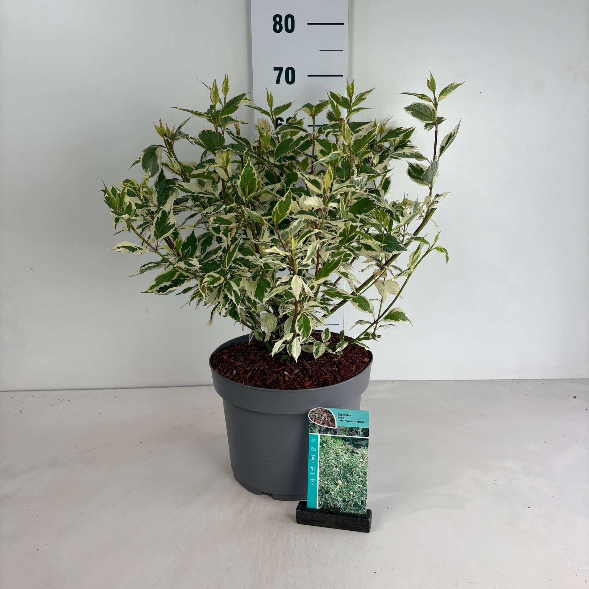 Cornus alba Sibirica Variegata, D 29 cm