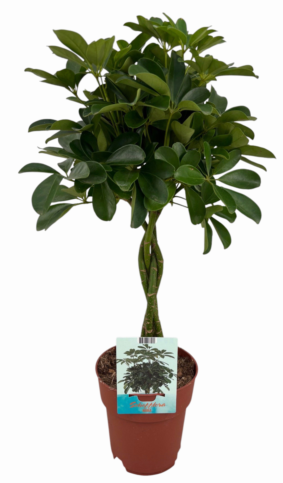 Schefflera Compacta gevlochten stam (Peat Free / Veenvrij), D 19 cm