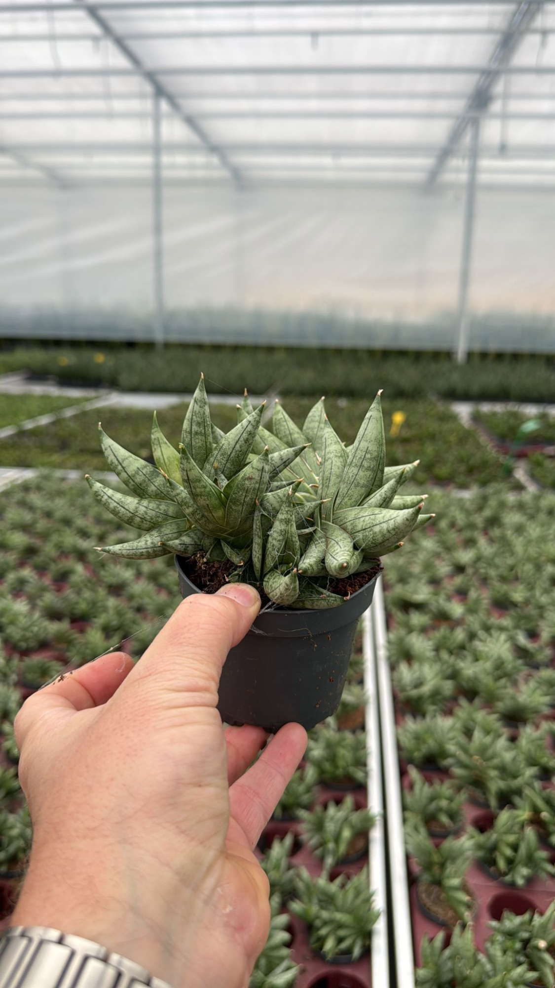 Sansevieria Artistic Fan 9 cm Multi (Decorum), D 9