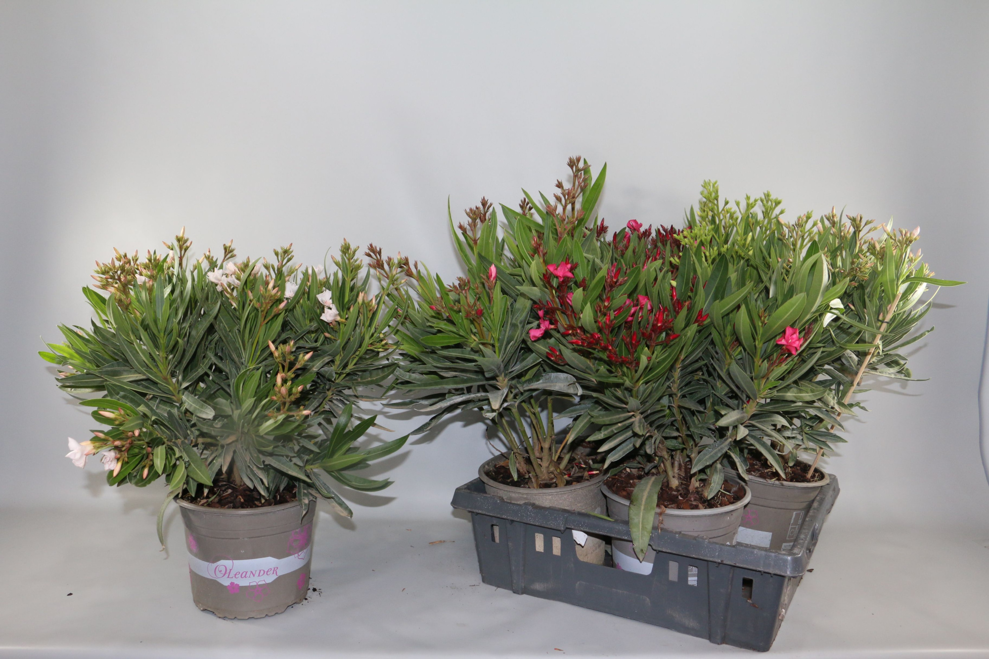 Oleander enkelbloemig mix 21cm Struik, D 21