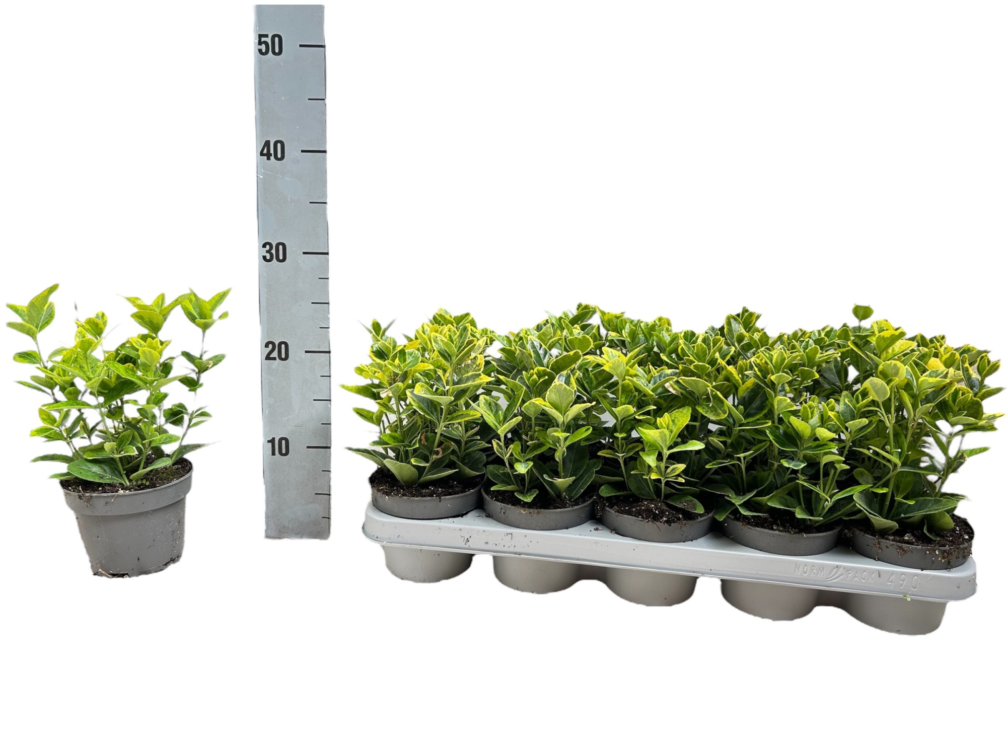 Euonymus japonicus 'Aureomarginatus' P12, D 12 cm