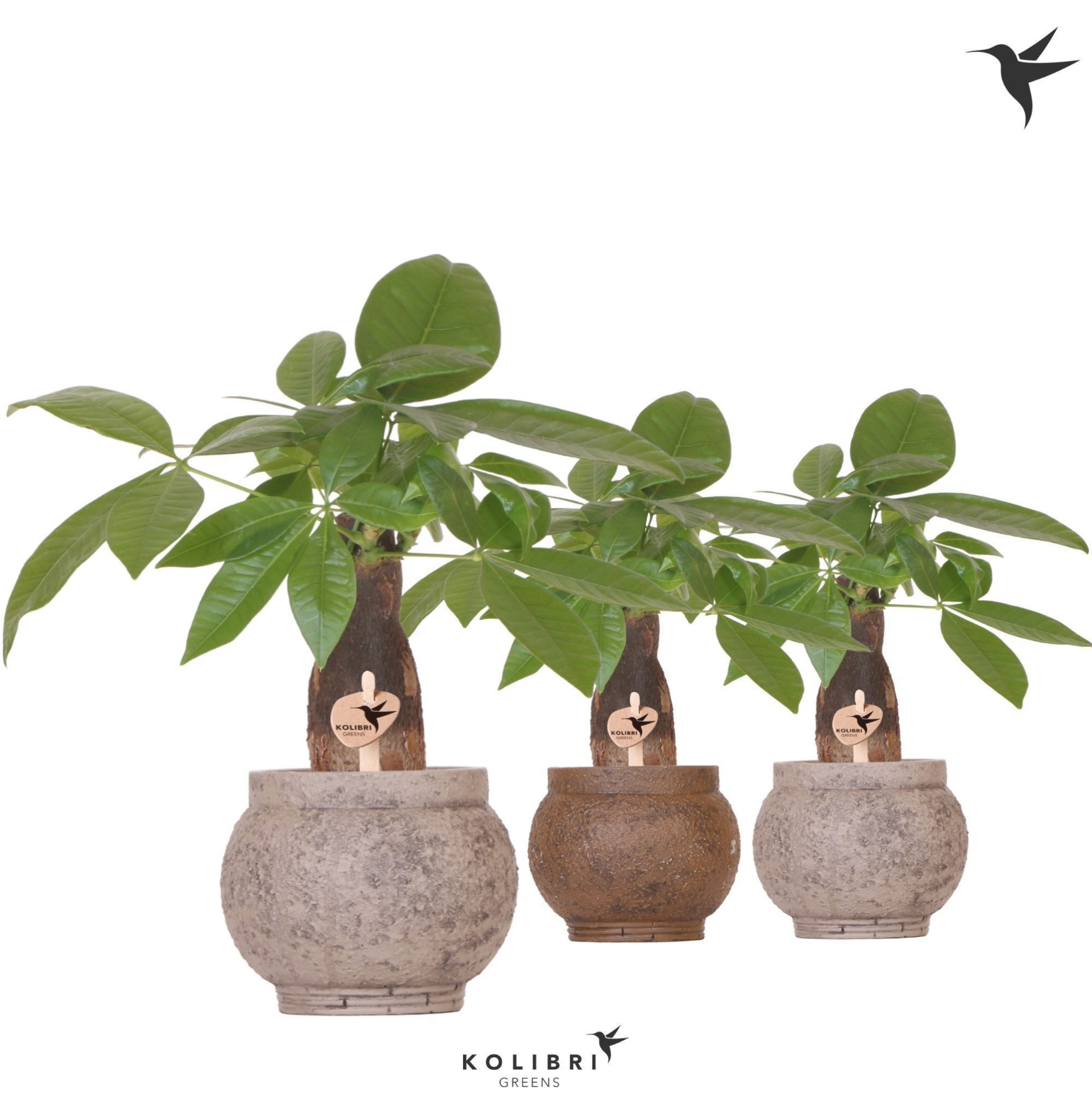Kolibri Greens Pachira in Ancient pot brown mix, D 9 cm