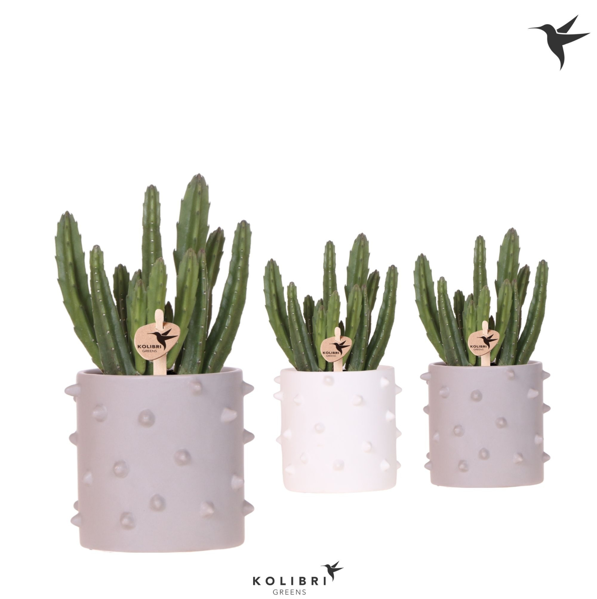 Kolibri Greens Stapelia Leendertziae in Spike pot mix, D 9