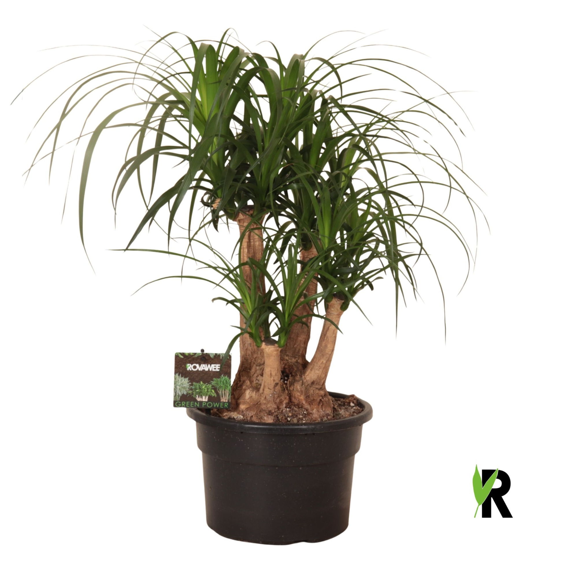 Beaucarnea rec. vertakt, D 23 cm