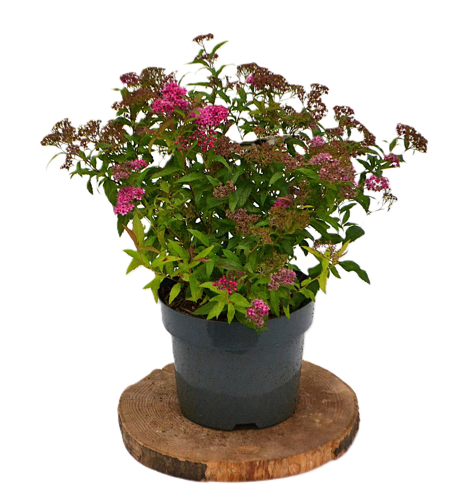 Spiraea japonica Anthony Waterer C3, D 19