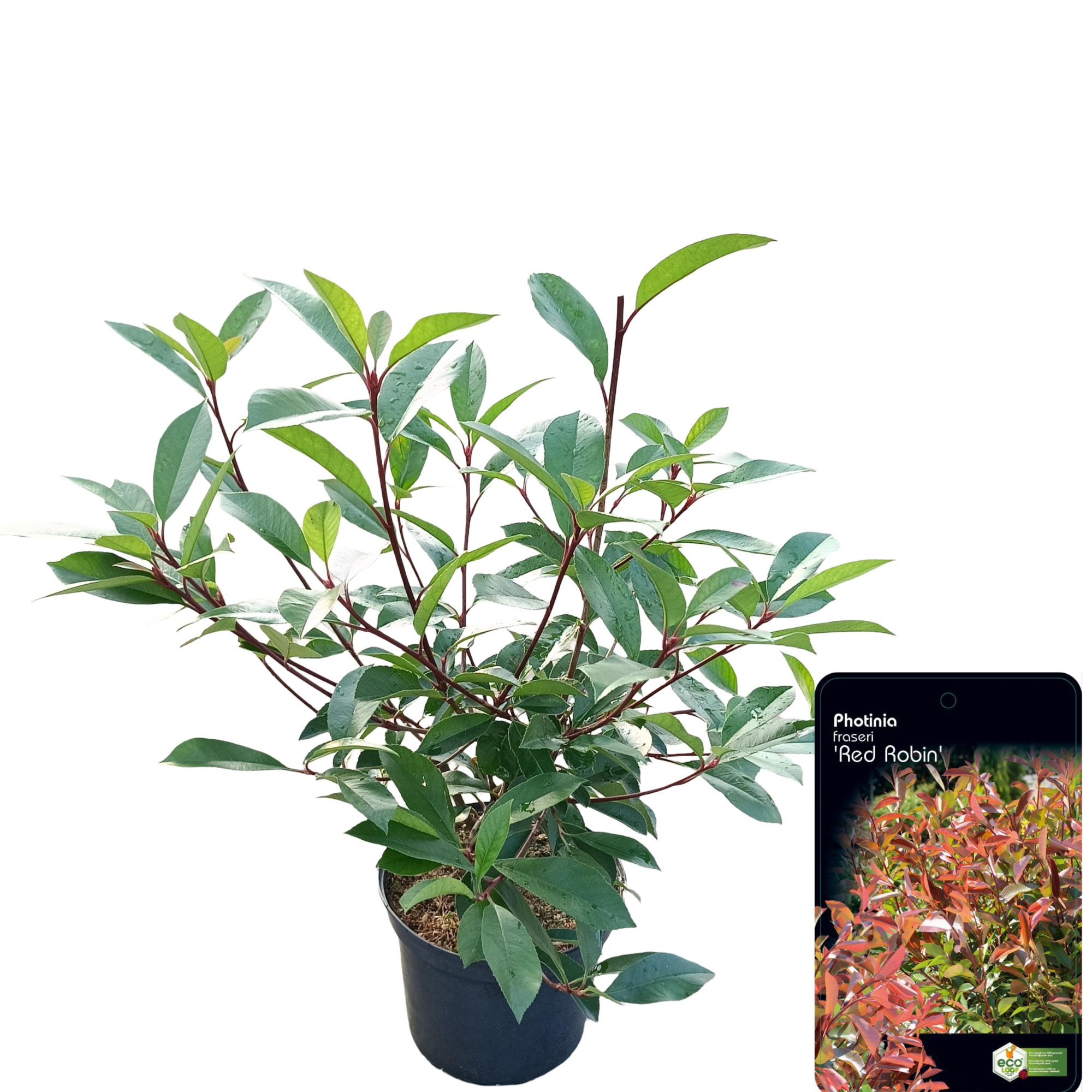Photinia fraseri 'Red Robin' C2.5, D 18