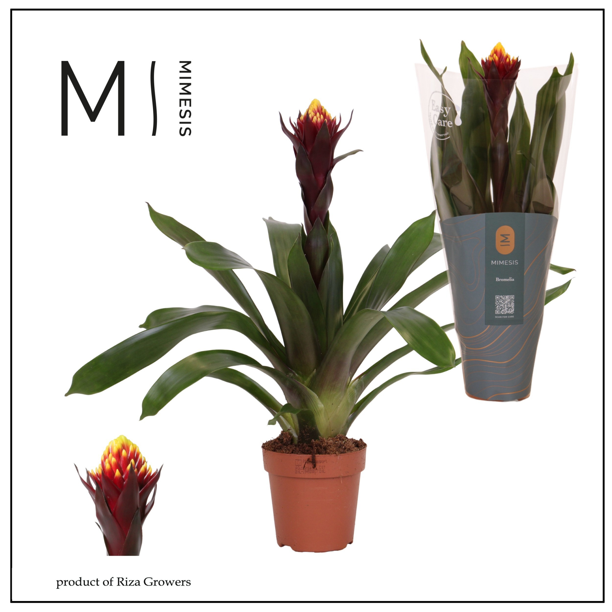 Guzmania Rockyflower Akabar - 12cm | Mimesis, D 12