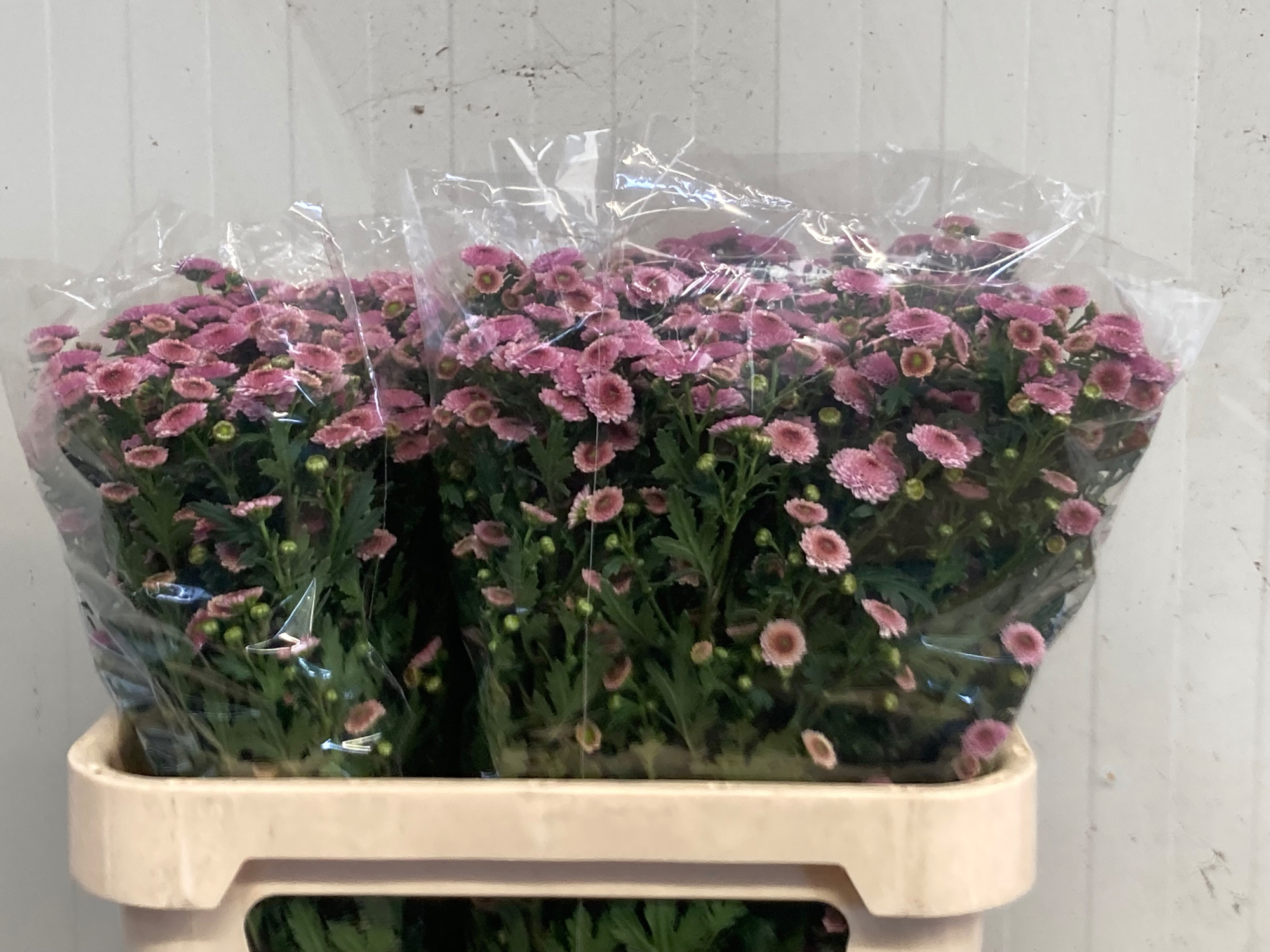 Сантини Калимеро Пинк, шт.