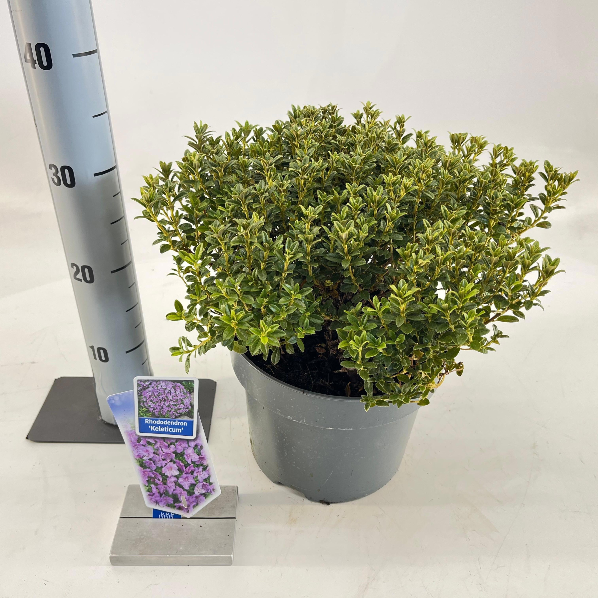Rhododendron 'Keleticum', D 23 cm