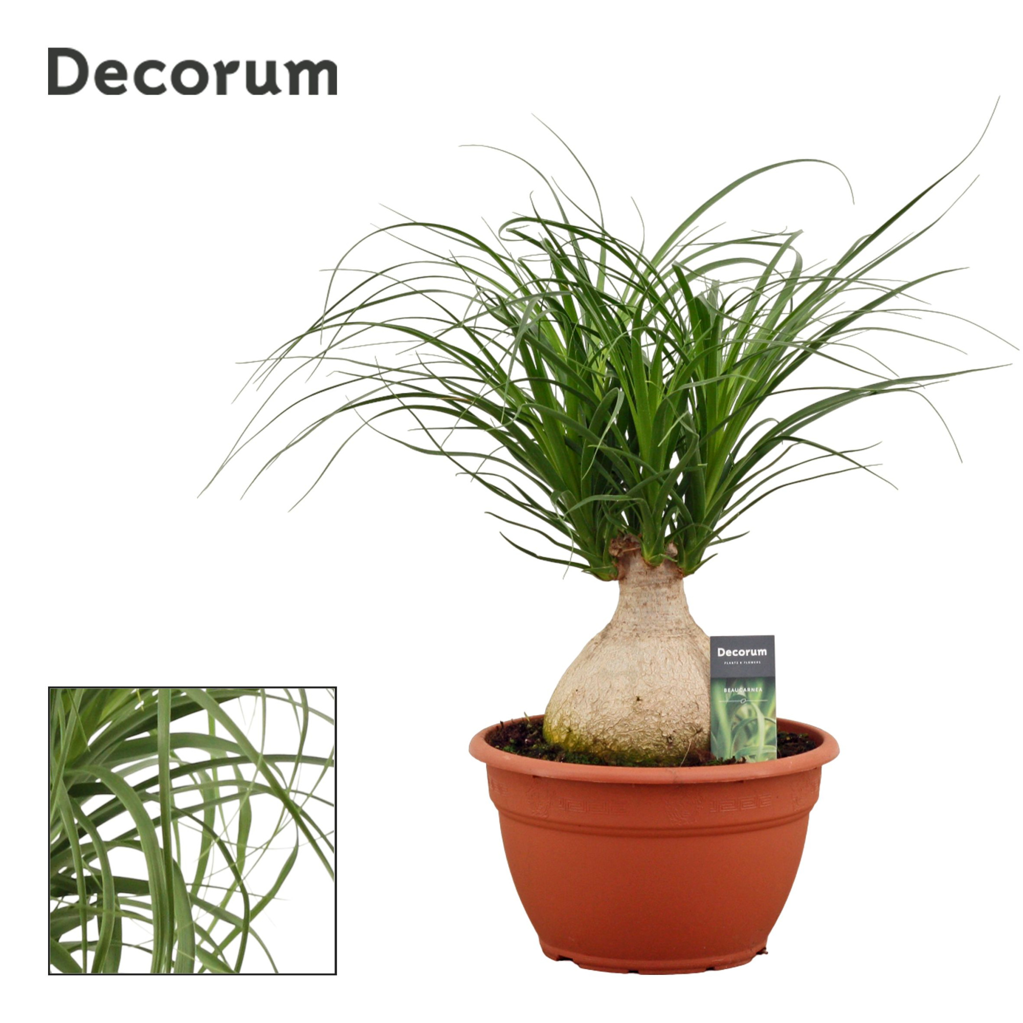 Beaucarnea bol 25 cm (Decorum), D 25 cm