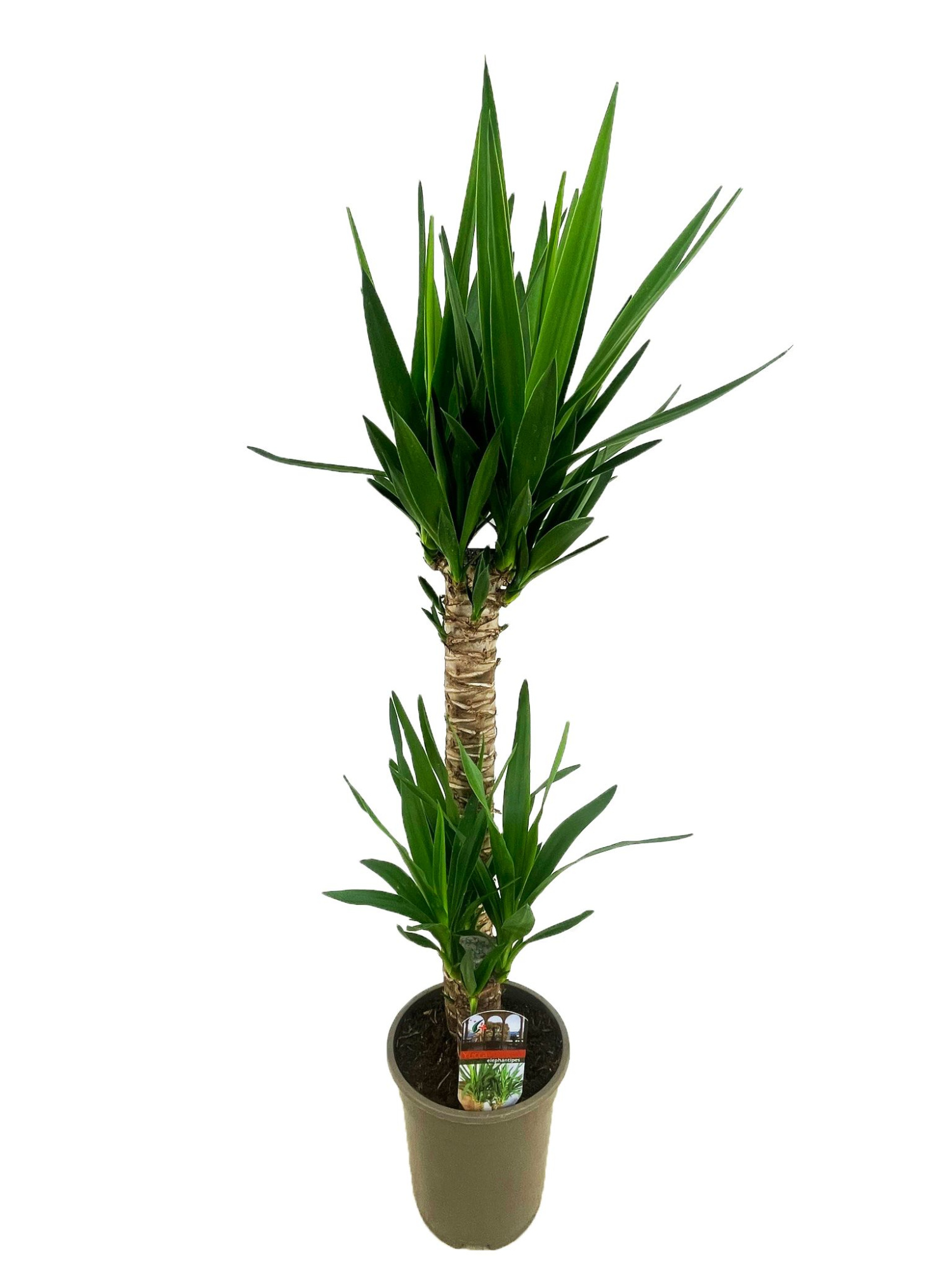 Yucca elephantipes 60-20, D 19 cm