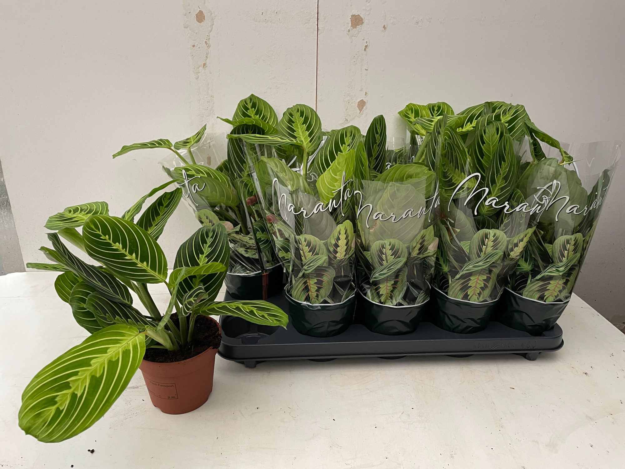 Maranta Lemon, D 12 cm