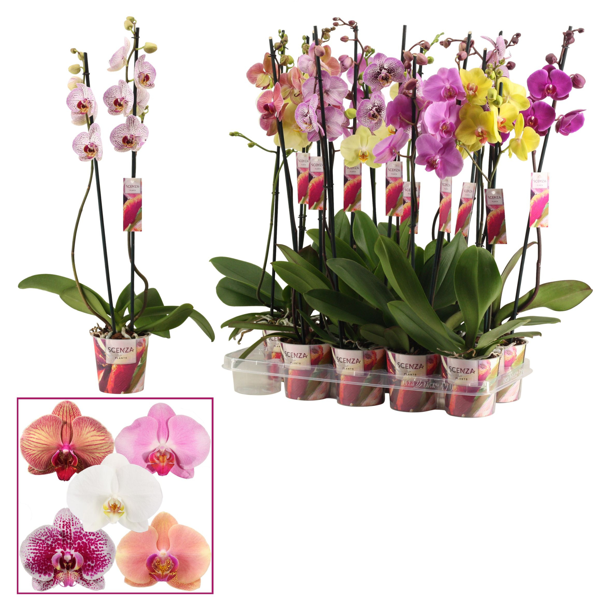 Phalaenopsis 2 tak 15+ mix lang (Scenza), D 12 cm