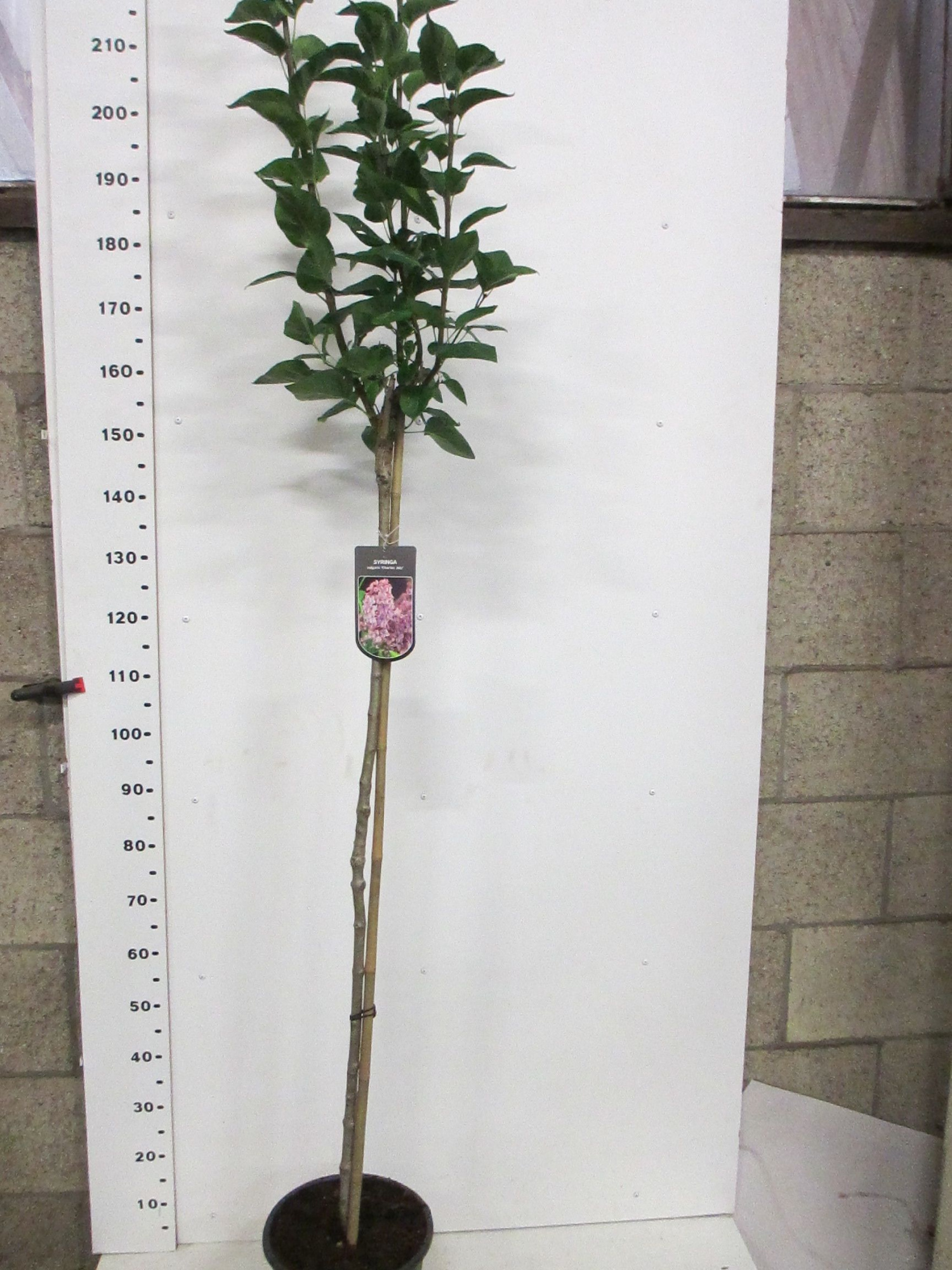 Syringa vulg. Charles Joly 110st. P28, D 28 cm