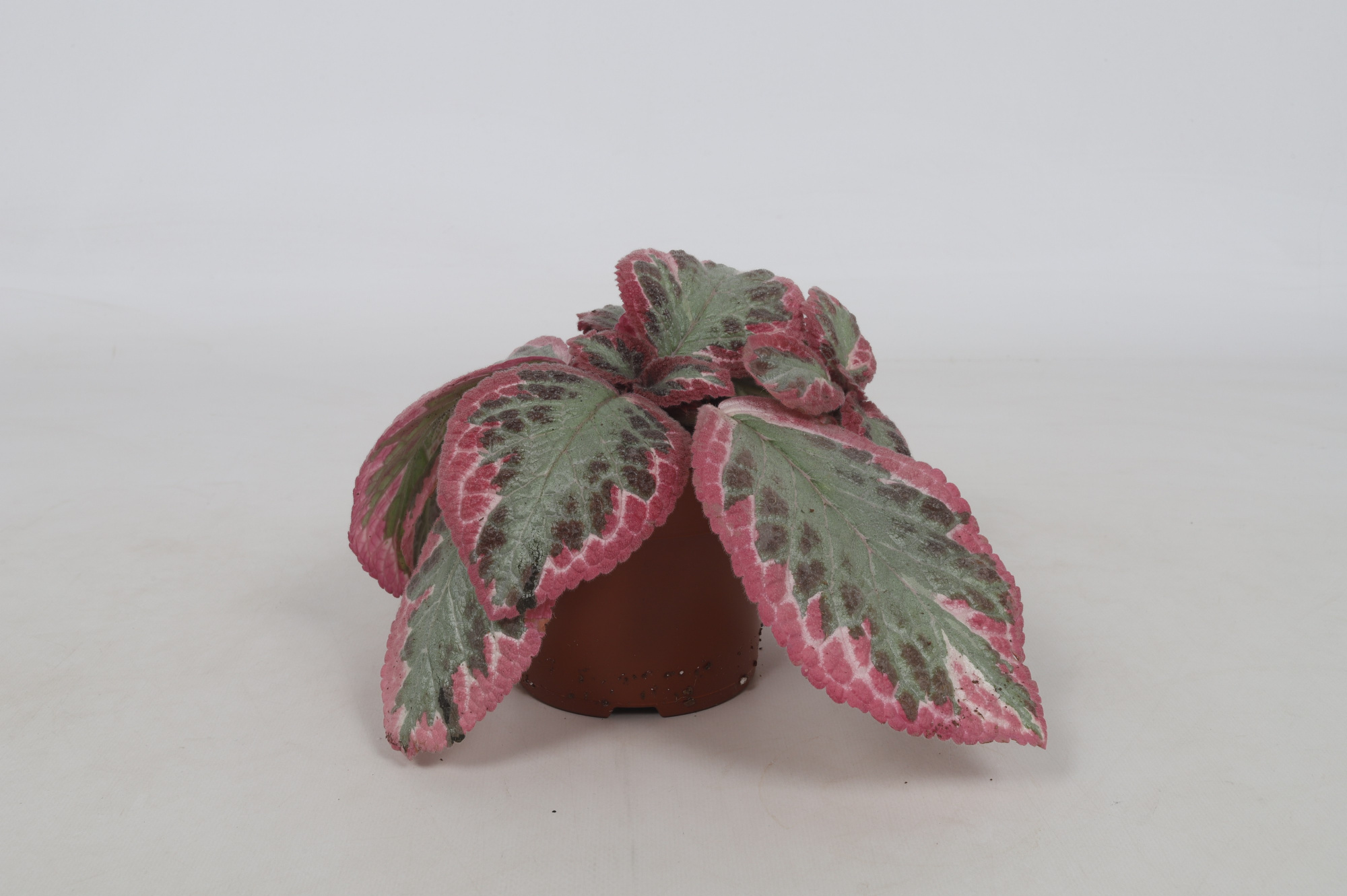 Episcia Cleopatra 12cm, D 12 cm