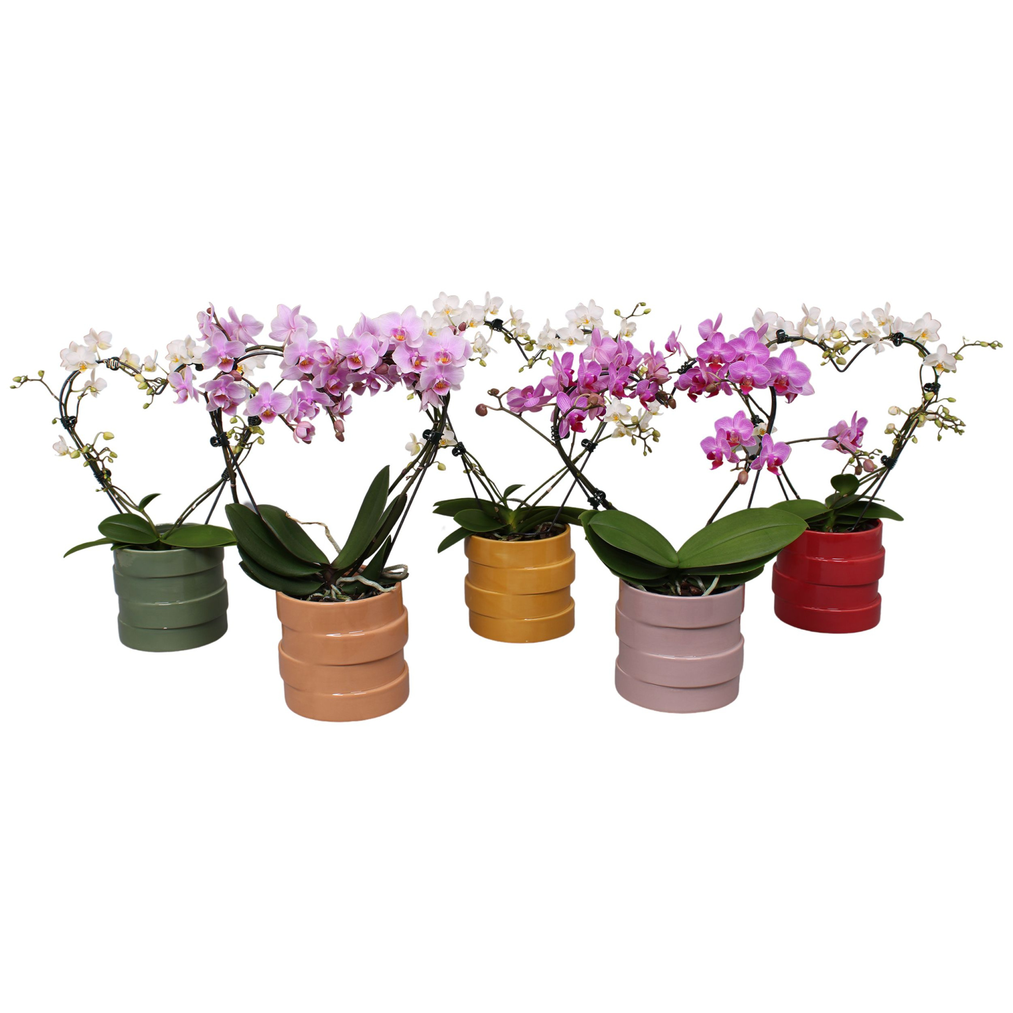 Phal. Multi vorm mix "Blossoming Heart" in BGC011, D 12