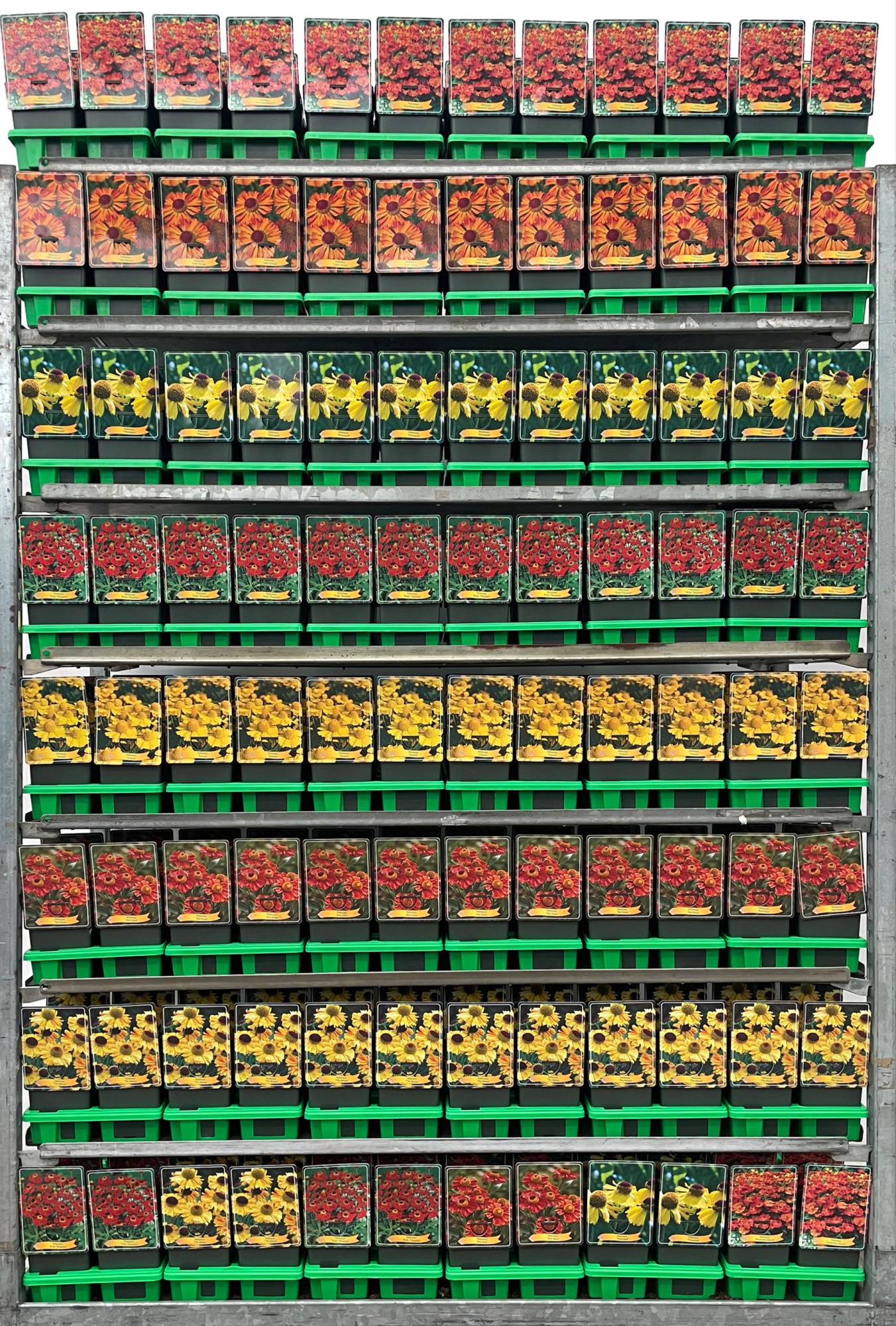 Helenium Mix CC P11, D 11