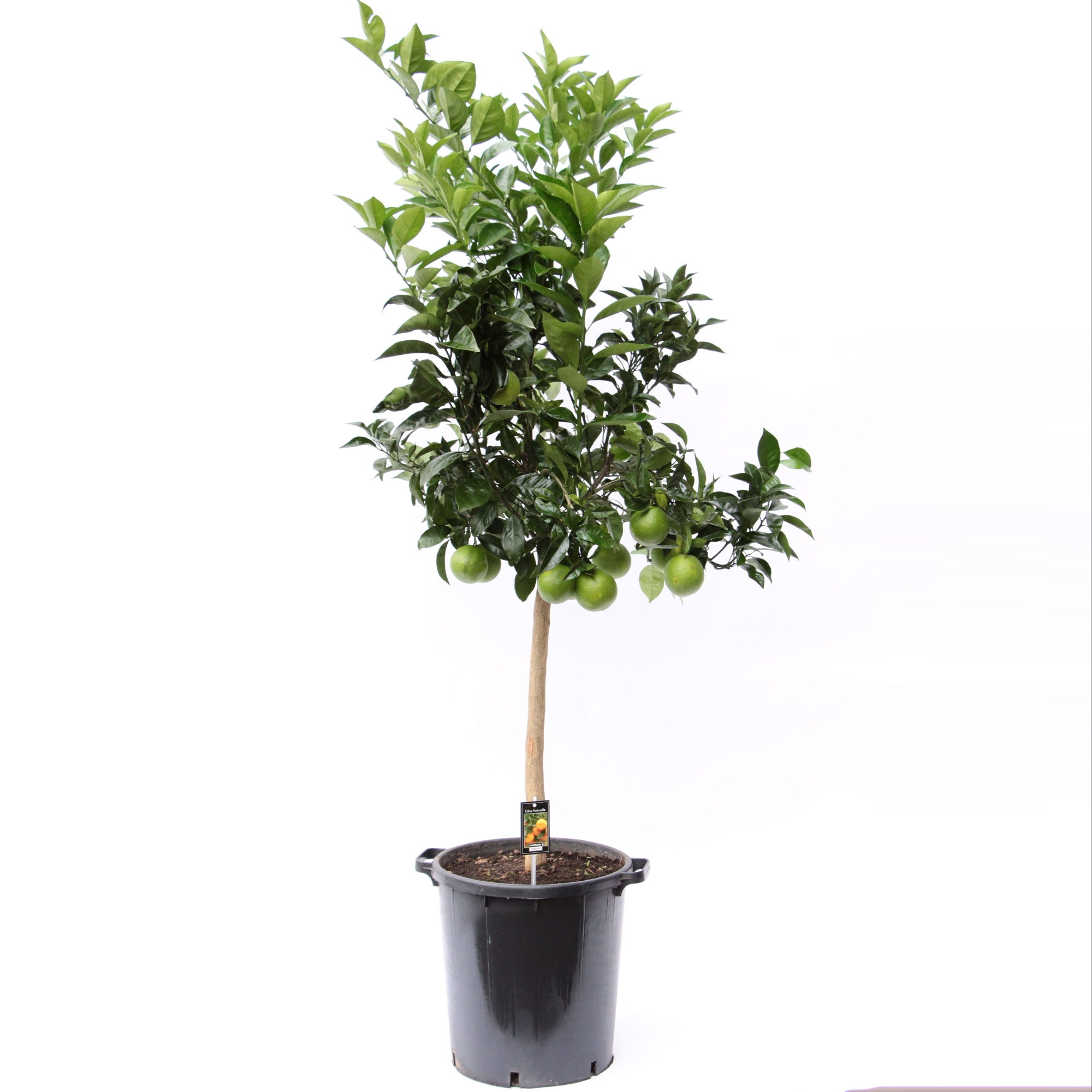 Citrus Orange, D 35 cm