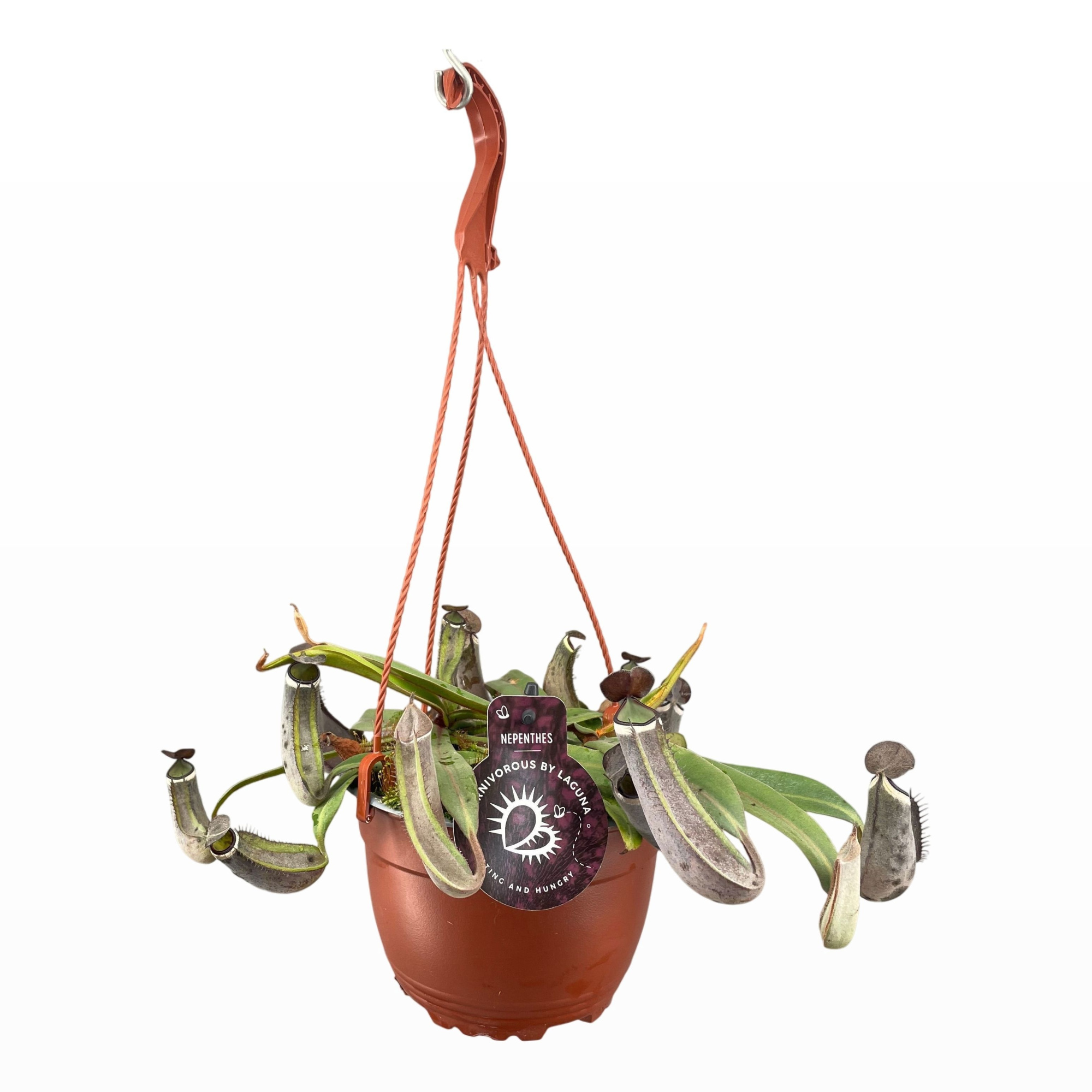 Nepenthes Albomarginata 14 cm in hangpot, D 14 cm