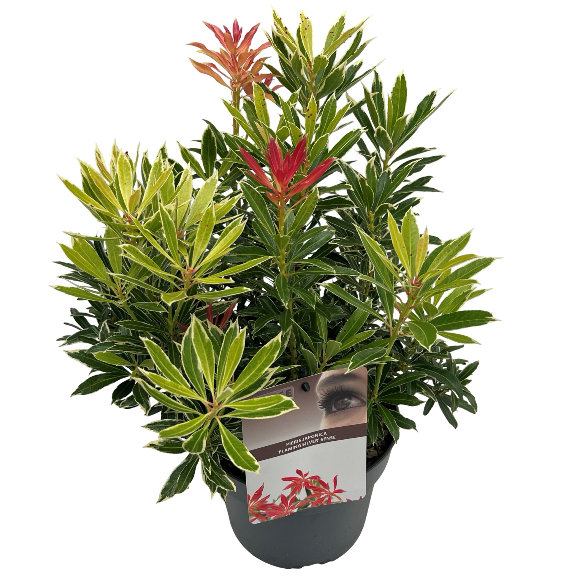 Pieris jap. 'Flaming Silver' sense, D 19 cm