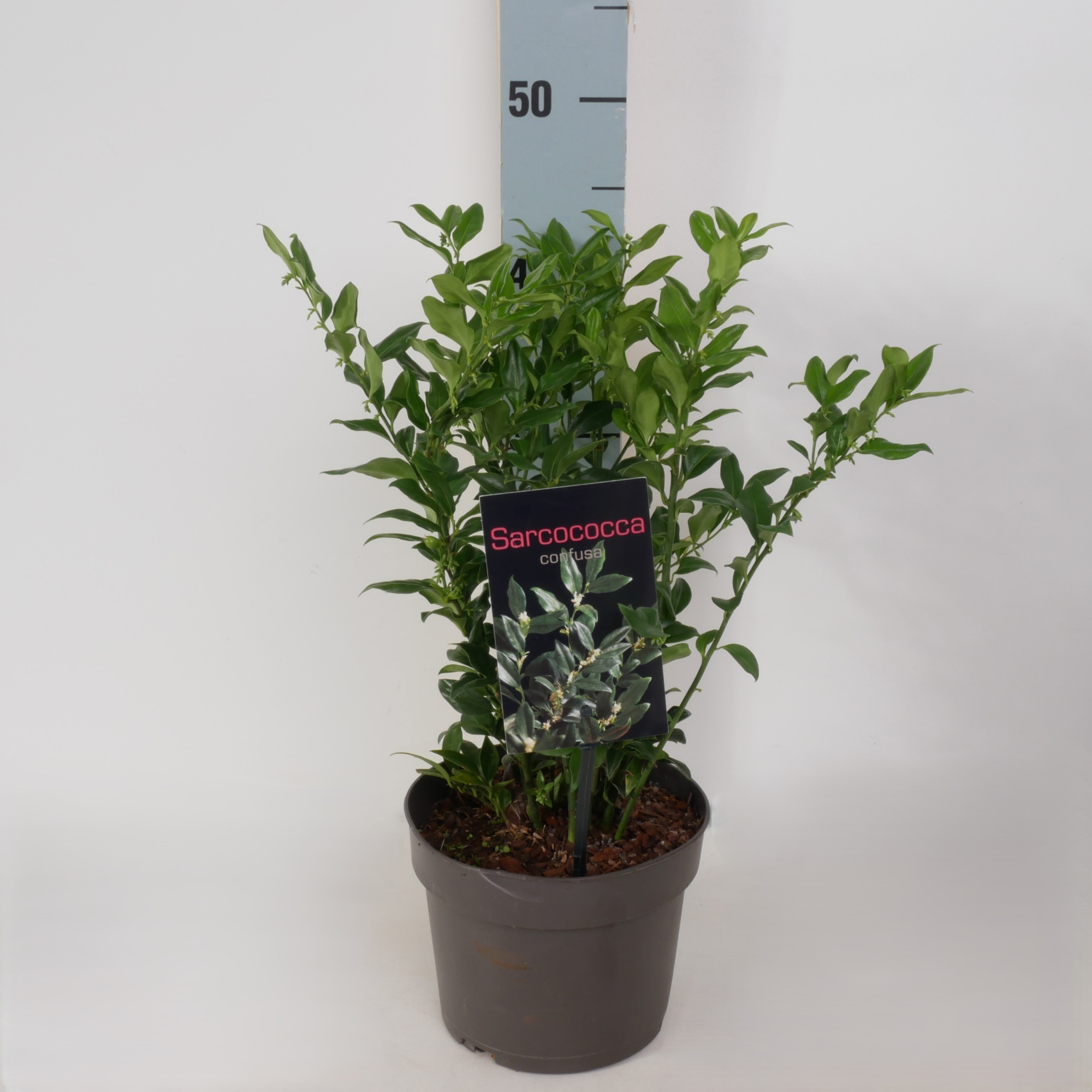 Sarcococca 'Confusa' P17, D 17
