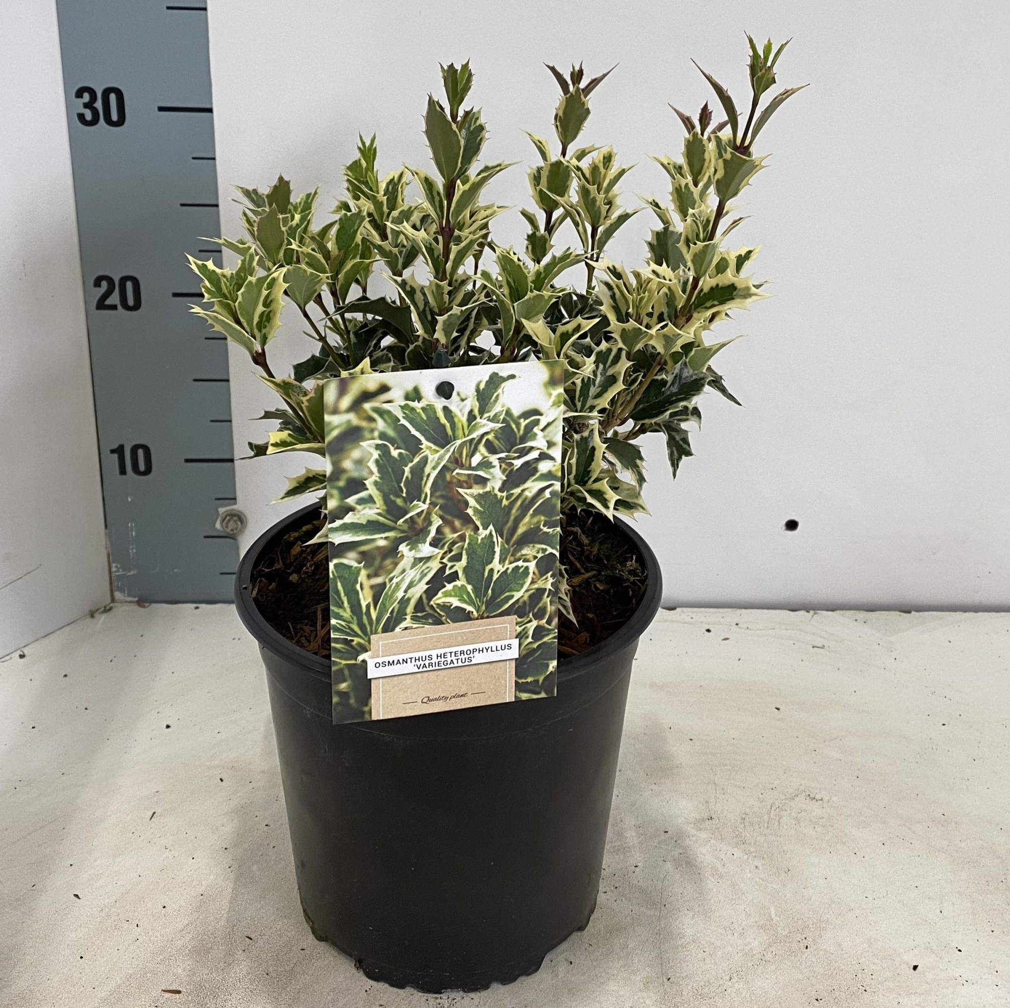 Osmanthus heterophyllus 'Variegatus', D 17