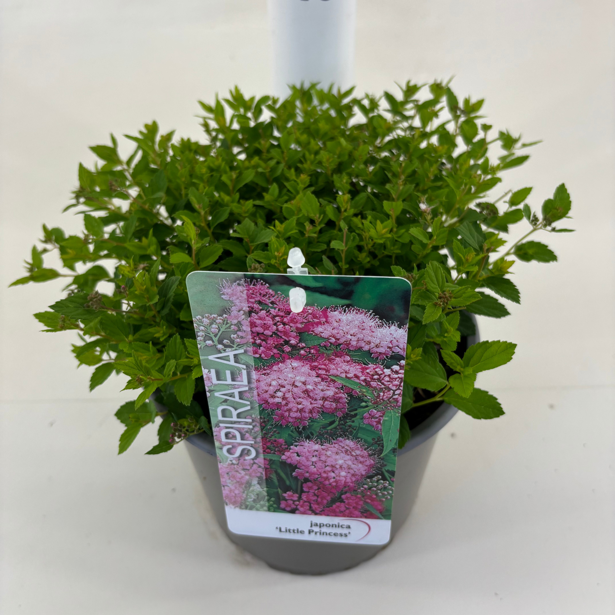 Spiraea japonica 'Little Princess', D 19 cm